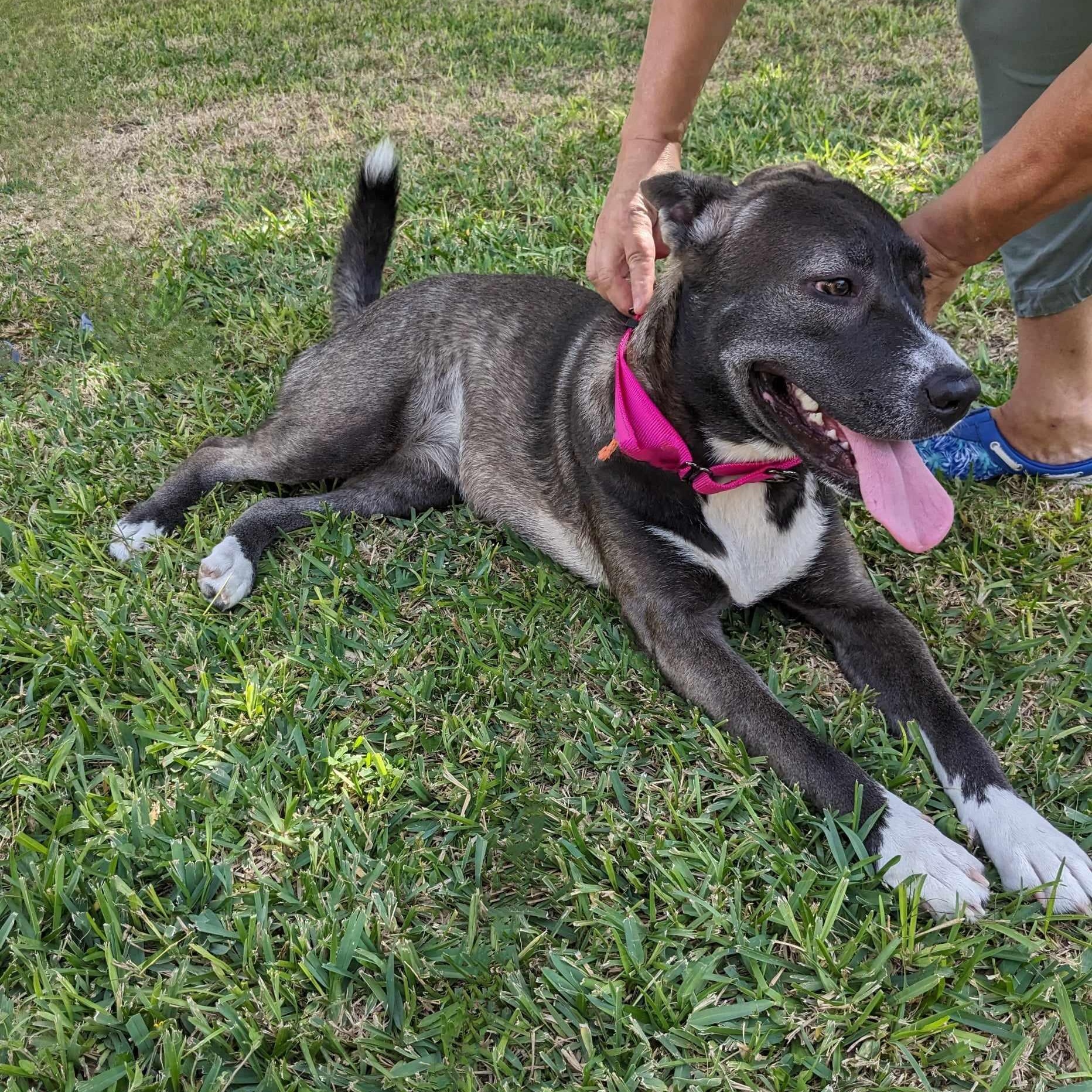 Mallory, a Adoptable mixed breed in Kennewick, WA image 3/6