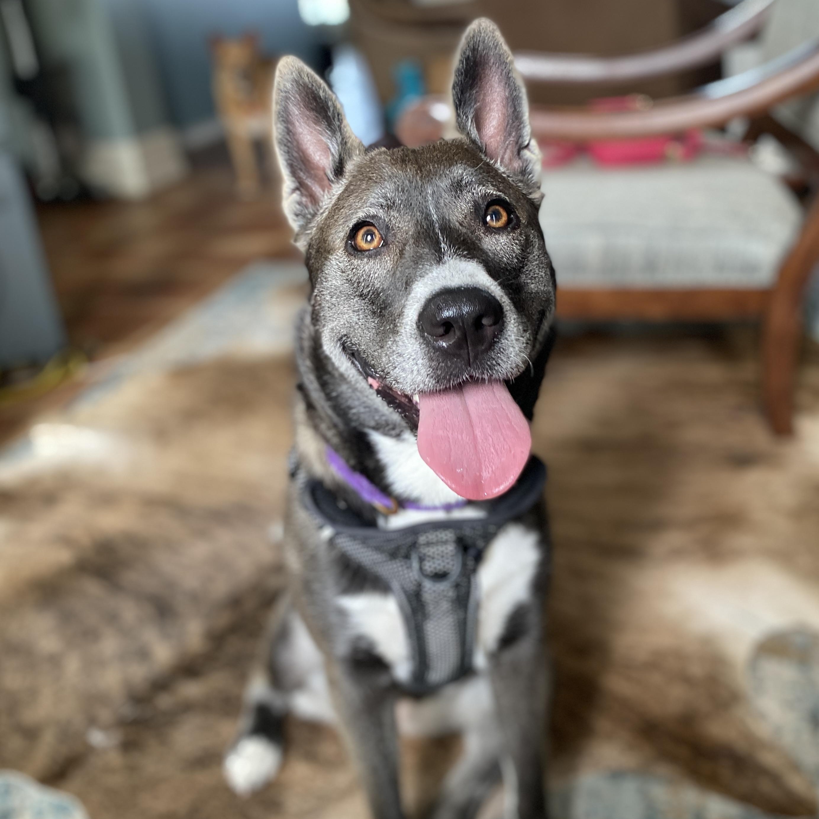 Mallory, a Adoptable mixed breed in Kennewick, WA image 2/6