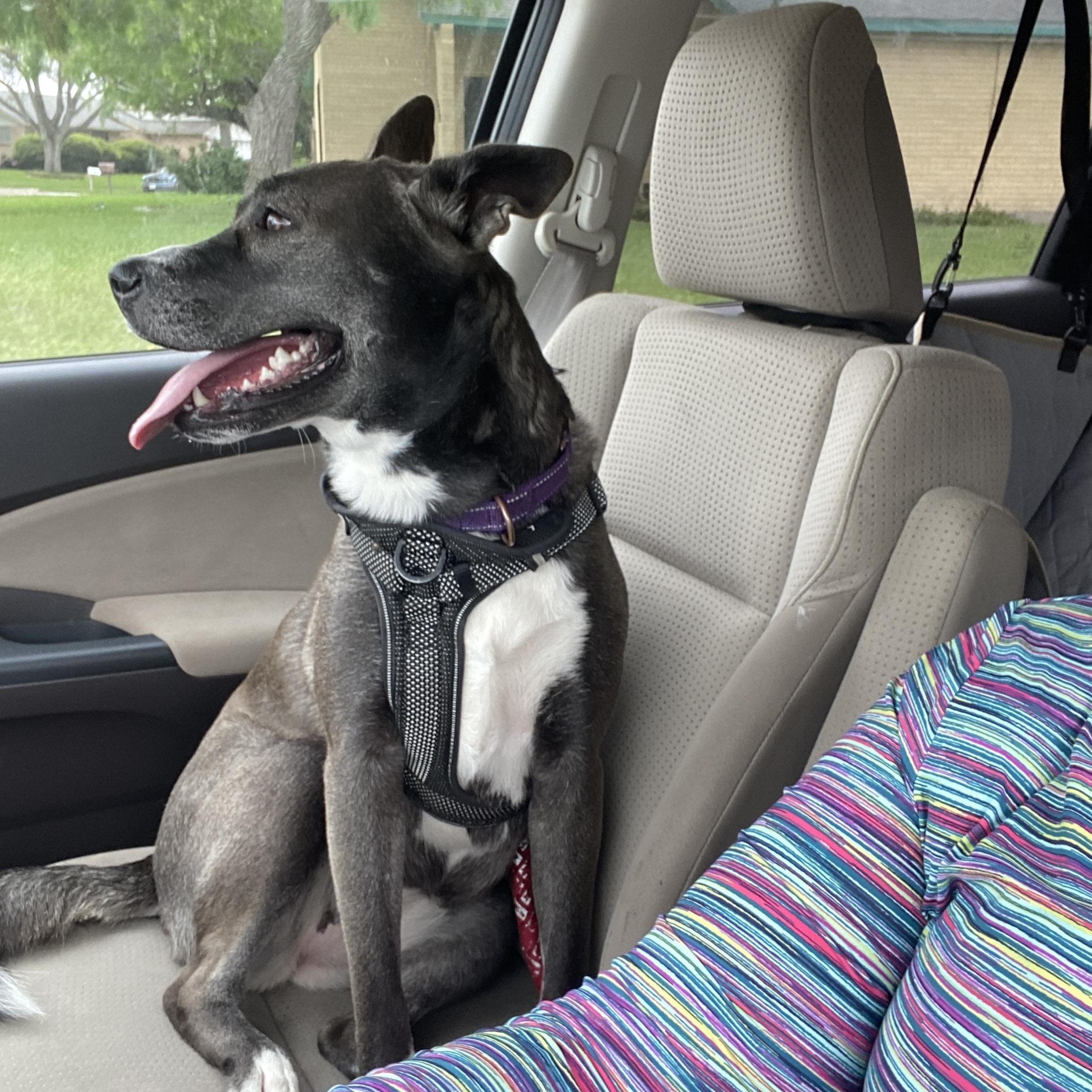 Mallory, a Adoptable mixed breed in Kennewick, WA image 1/6