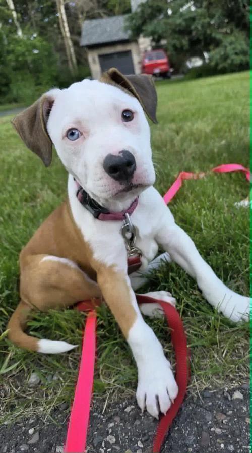 Athena FKA Howell, adopted, Puppy Female Pit Bull Terrier.