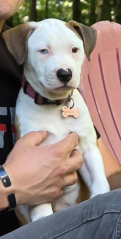 Enlarge Athena FKA Howell, an adopted mixed breed in Minneapolis, MN image 3/6