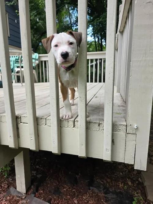 Enlarge Athena FKA Howell, an adopted mixed breed in Minneapolis, MN image 6/6