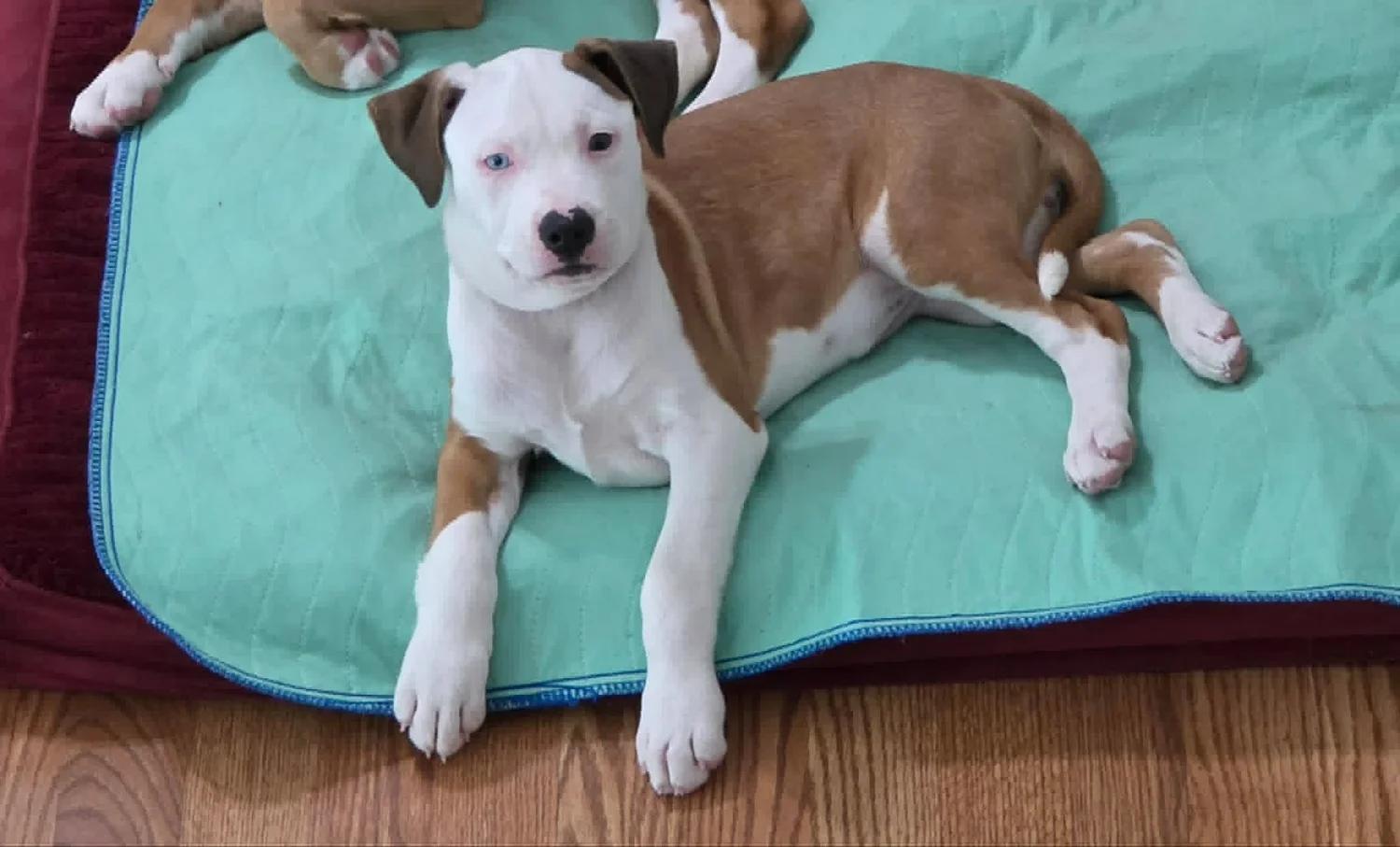 Enlarge Athena FKA Howell, an adopted mixed breed in Minneapolis, MN image 2/6