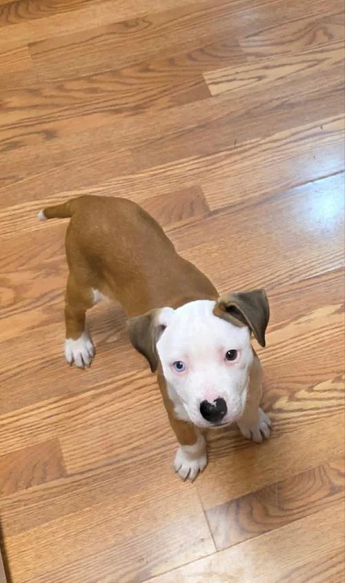Enlarge Athena FKA Howell, an adopted mixed breed in Minneapolis, MN image 4/6