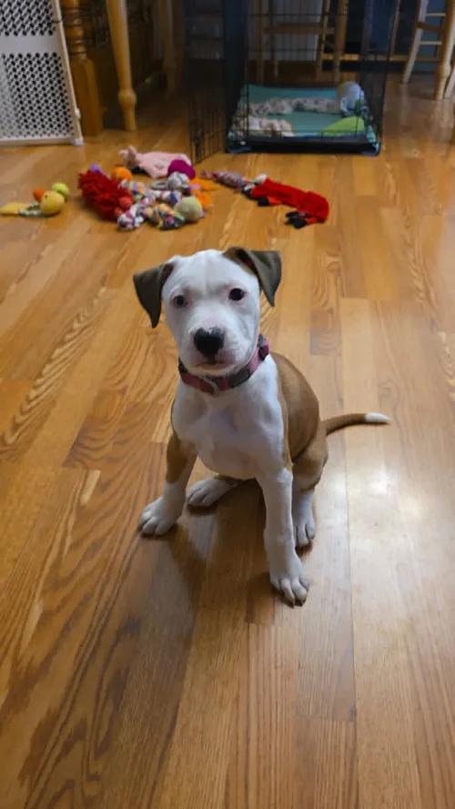 Enlarge Athena FKA Howell, an adopted mixed breed in Minneapolis, MN image 5/6