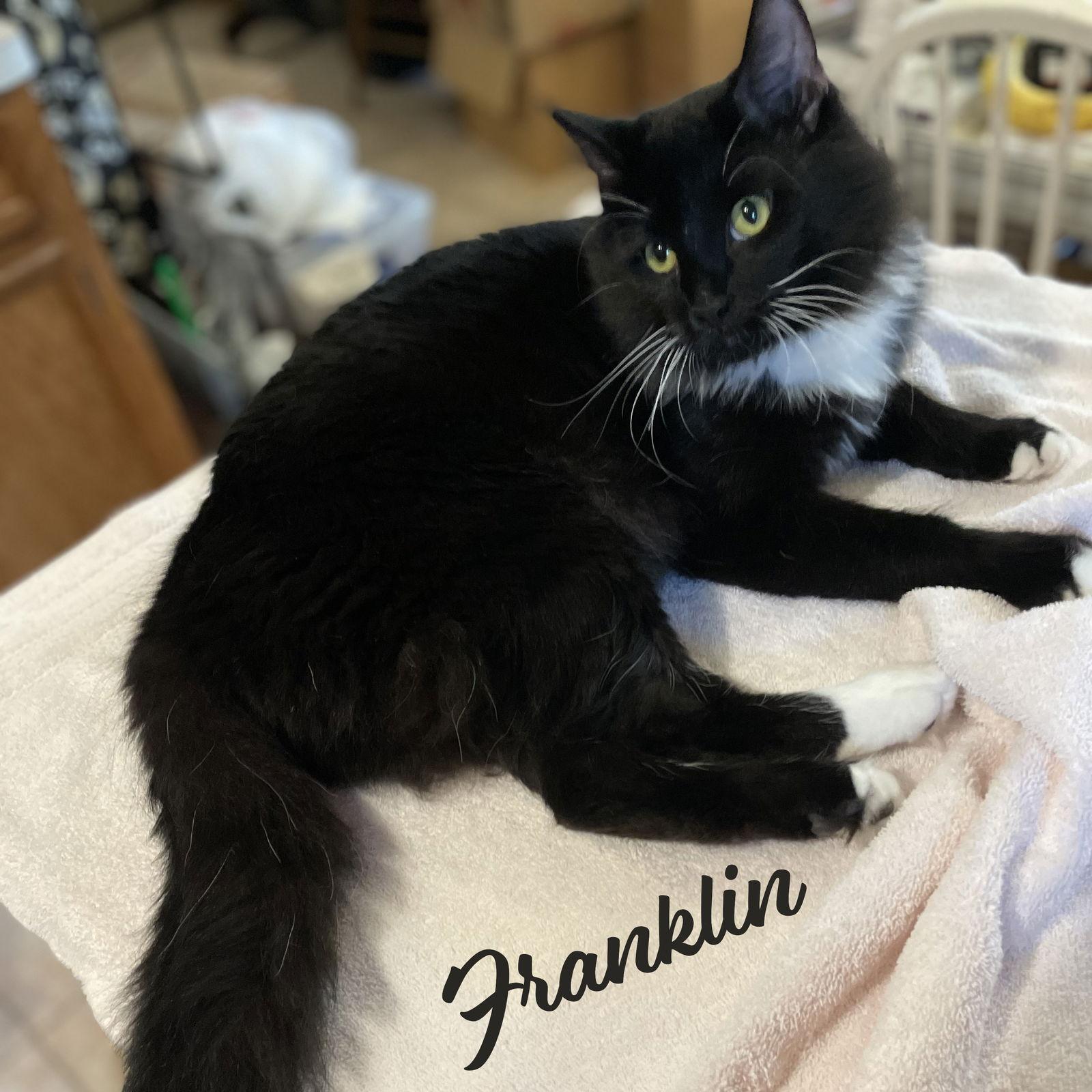 Franklin #low-key-fluff-ball, Adopted, Kitten Male Maine Coon & Tuxedo.