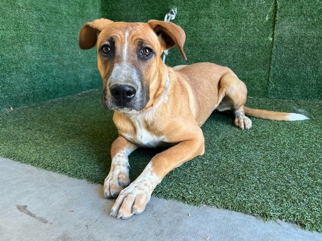 POPPY, Adoptable, Young Female Great Dane & Australian Cattle Dog / Blue Heeler.