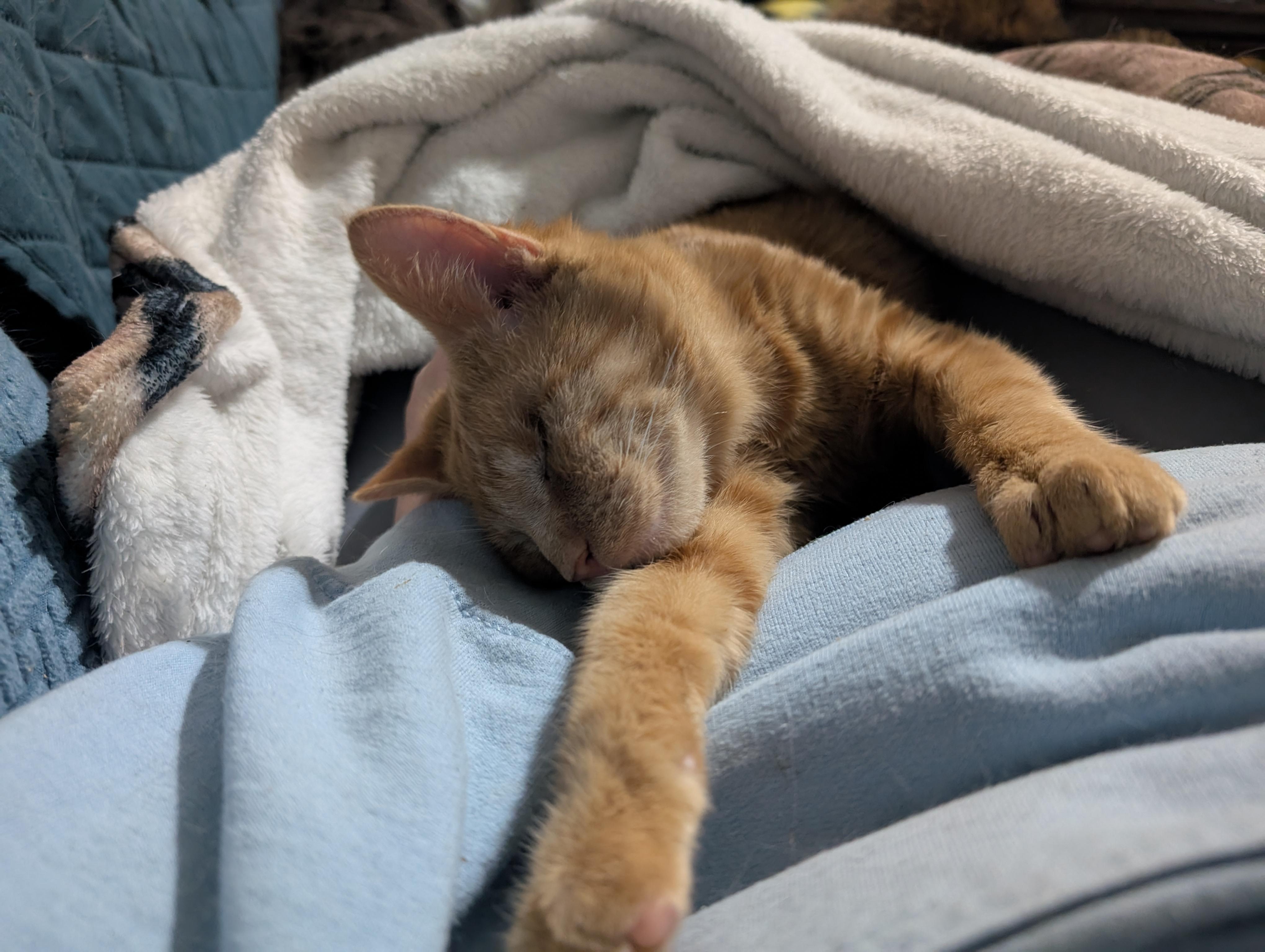 Lucky, a Adopted mixed breed in Cleburne, TX image 2/6