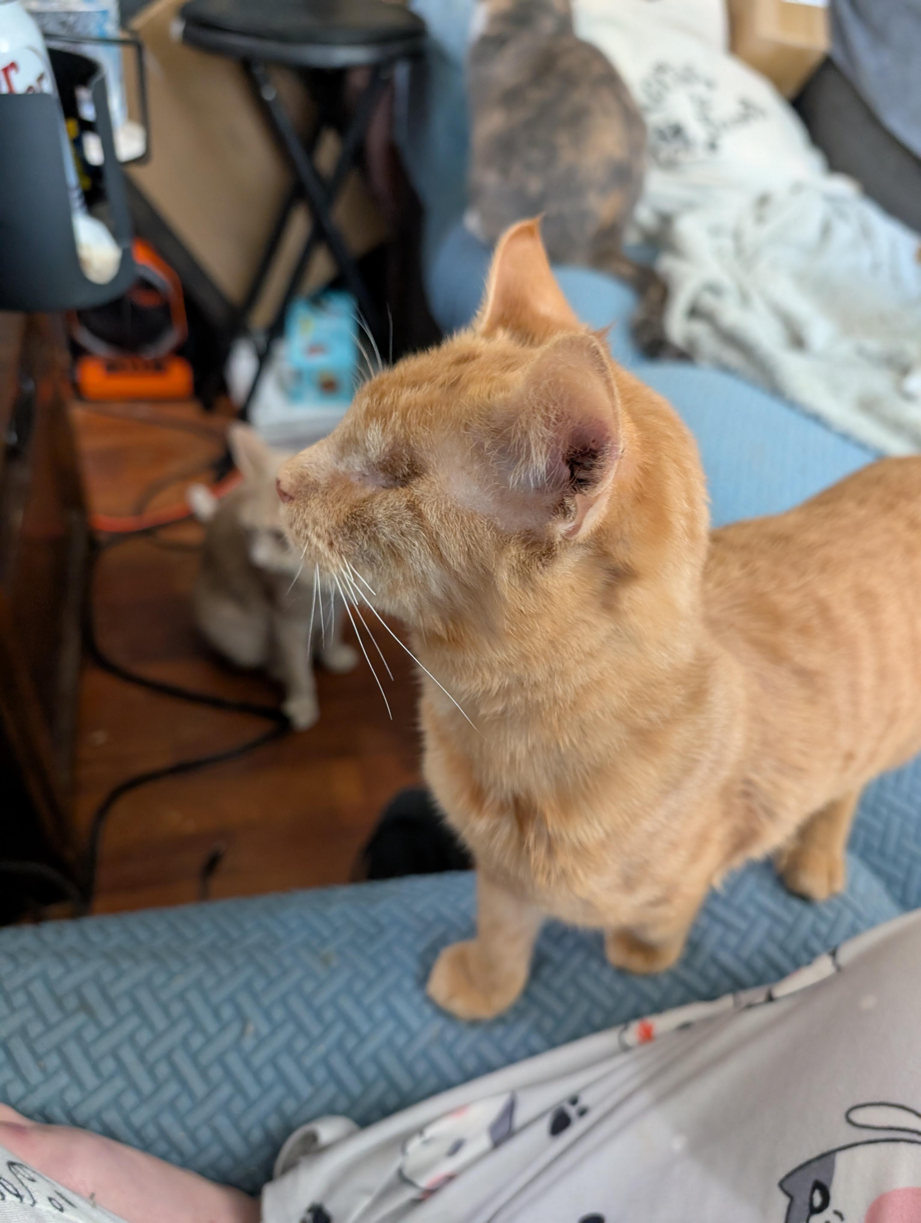 Lucky, a Adopted mixed breed in Cleburne, TX image 3/6