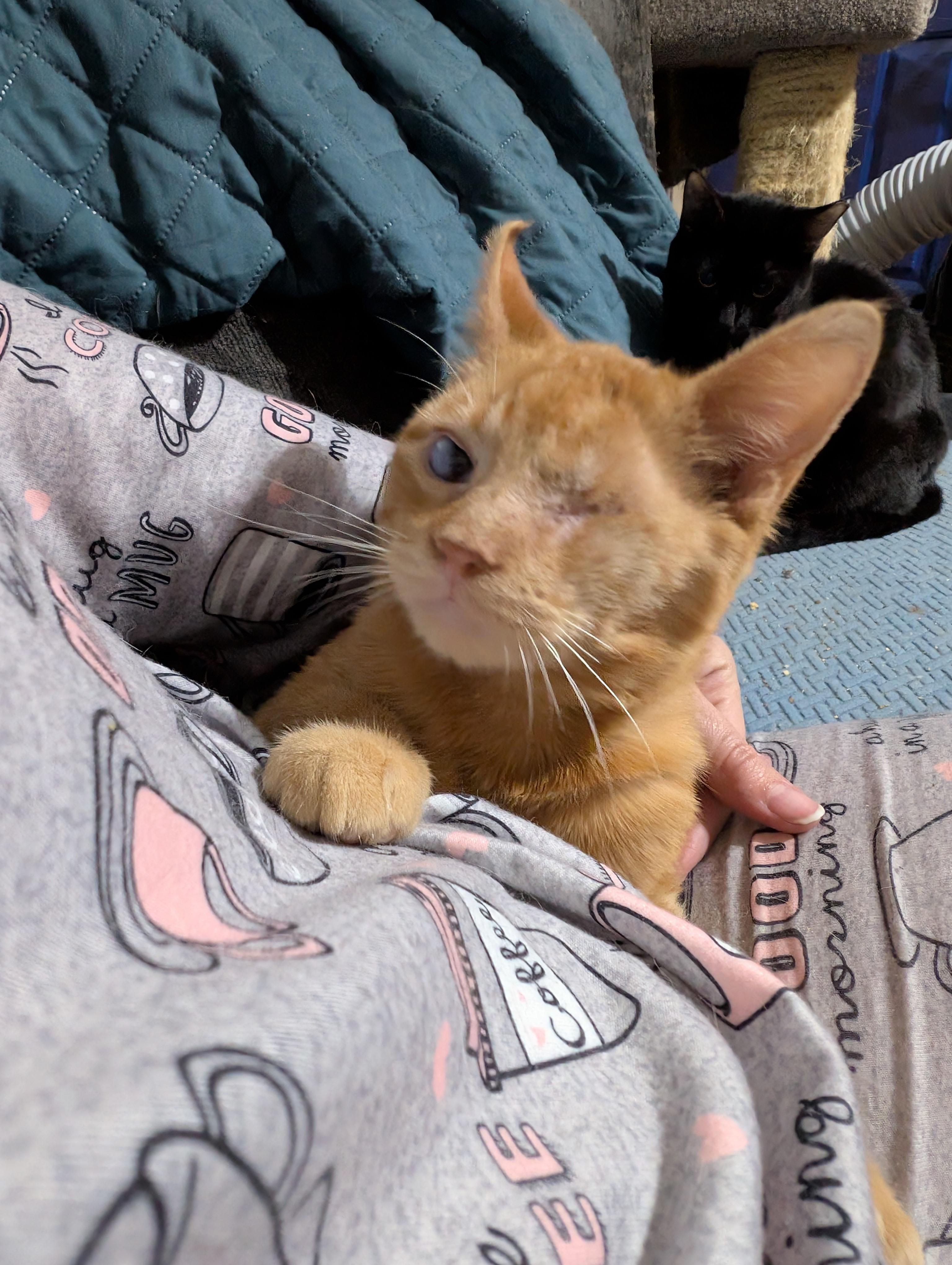 Lucky, a Adopted mixed breed in Cleburne, TX image 4/6