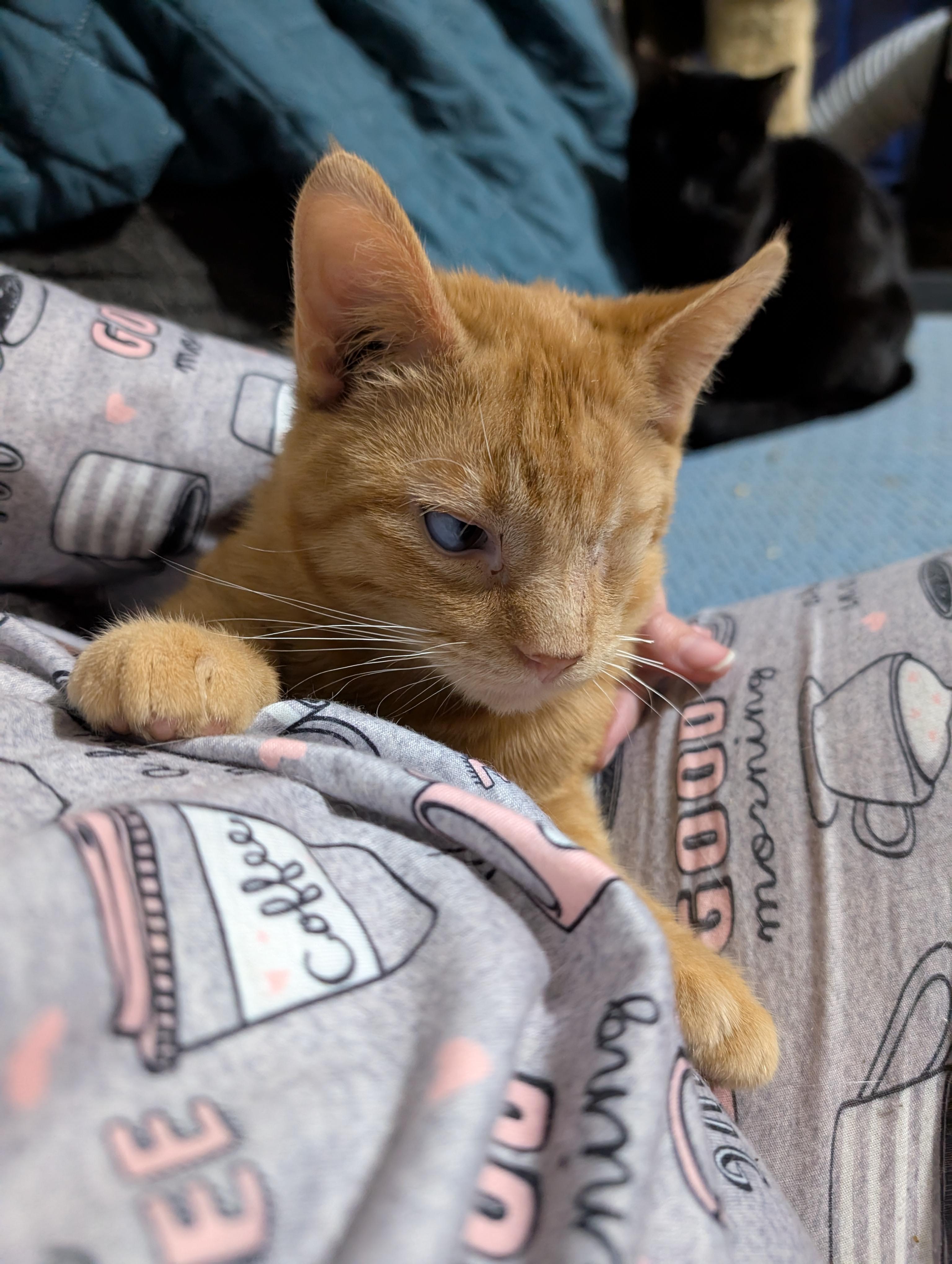 Lucky, a Adopted mixed breed in Cleburne, TX image 5/6