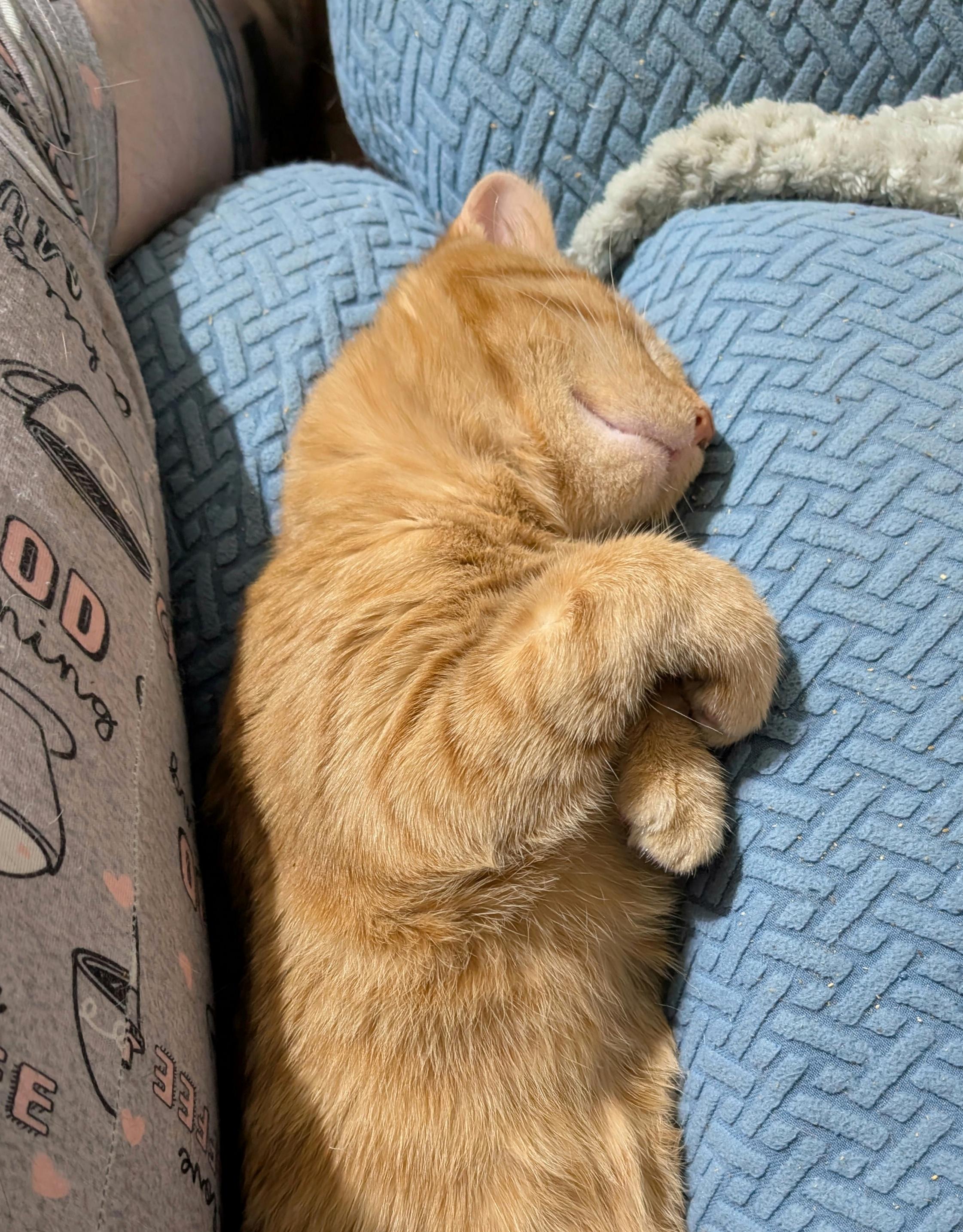 Enlarge Lucky, a Adopted mixed breed in Cleburne, TX image 5/6