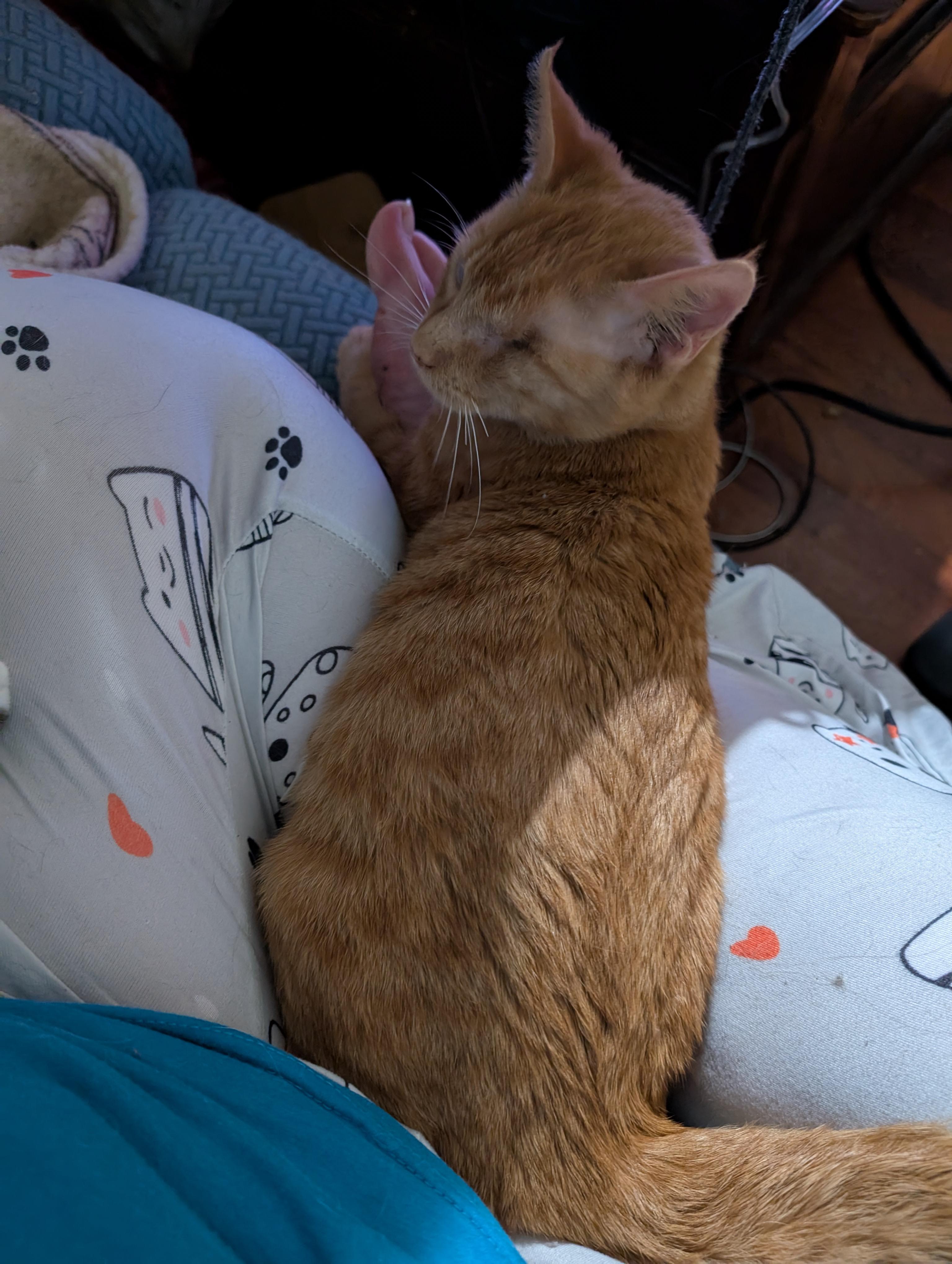 Enlarge Lucky, a Adopted mixed breed in Cleburne, TX image 6/6