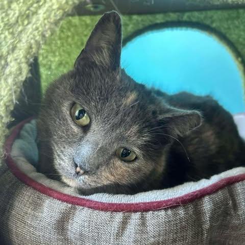 Enlarge Angel Baby, a Adoptable Domestic Short Hair in Edwardsville, IL image 1/1