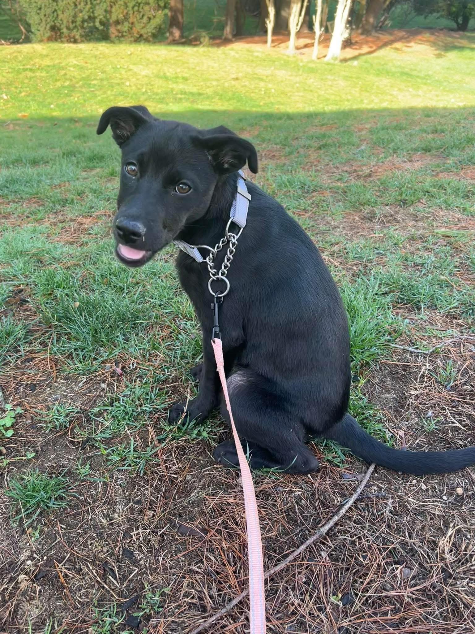 Enlarge Bailey*, an adopted mixed breed in Johnston, RI image 6/6