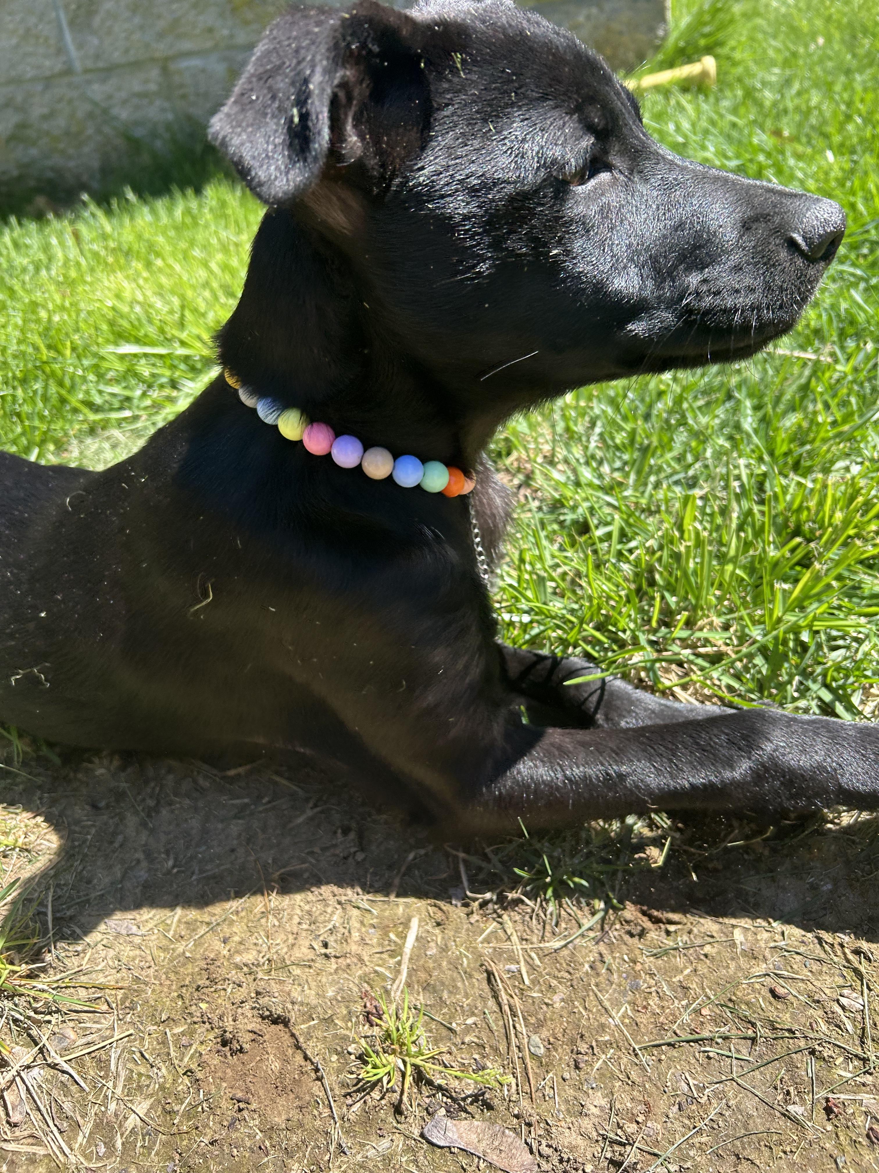 Enlarge Bailey*, an adopted mixed breed in Johnston, RI image 5/6