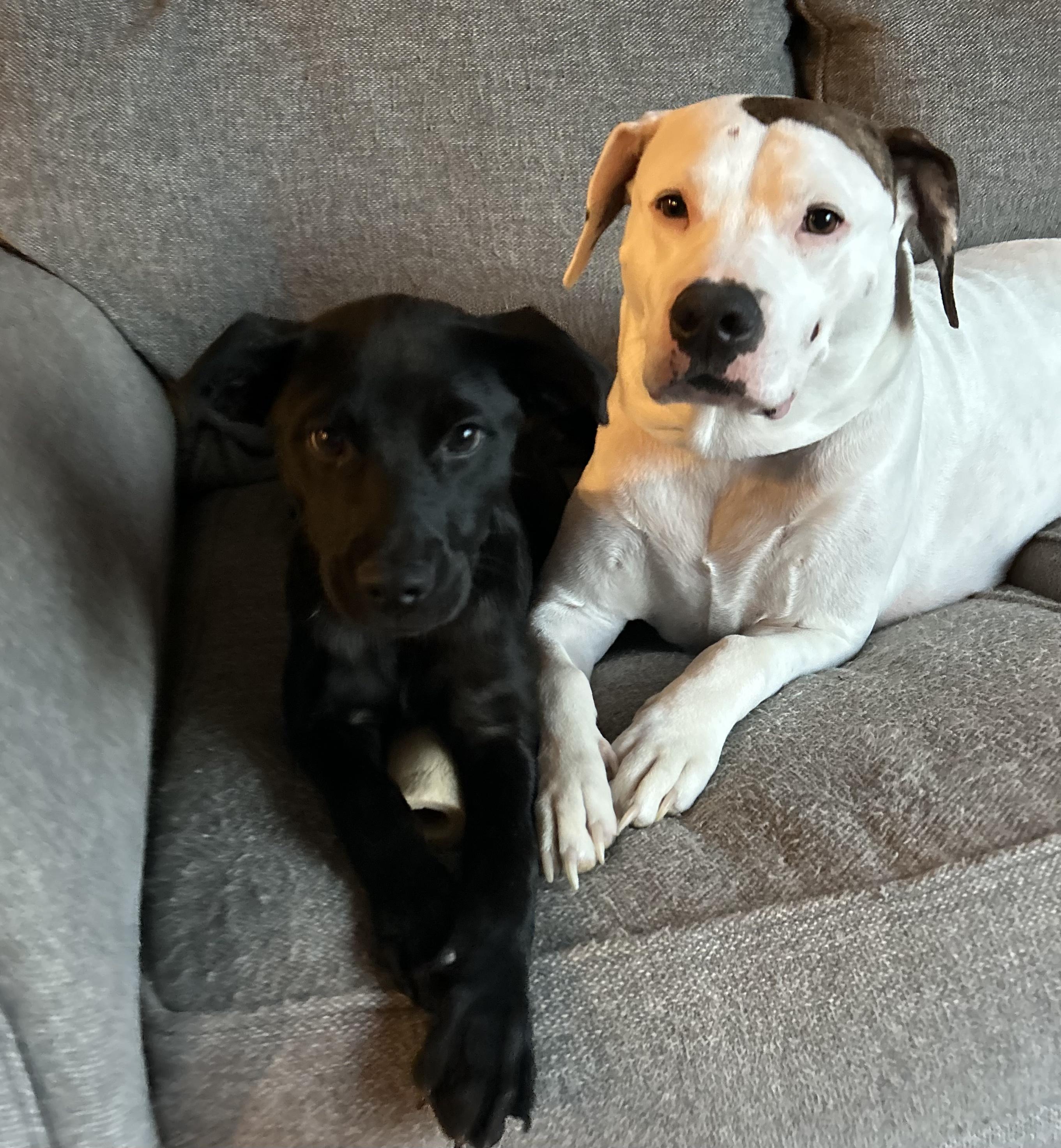Enlarge Bailey*, an adopted mixed breed in Johnston, RI image 2/6