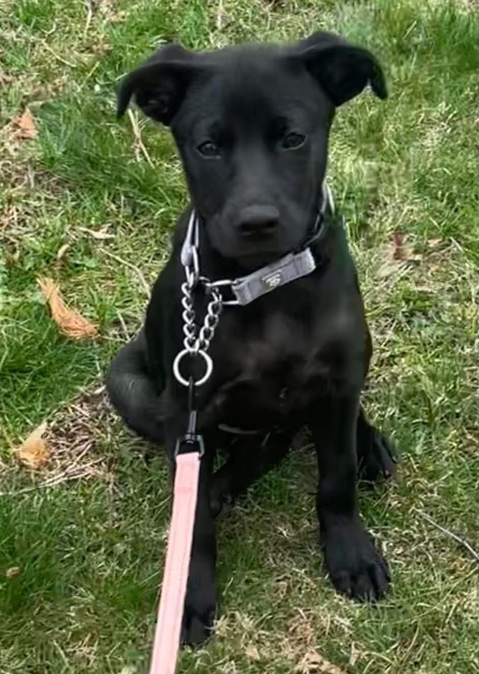 Enlarge Bailey*, an adopted mixed breed in Johnston, RI image 1/6