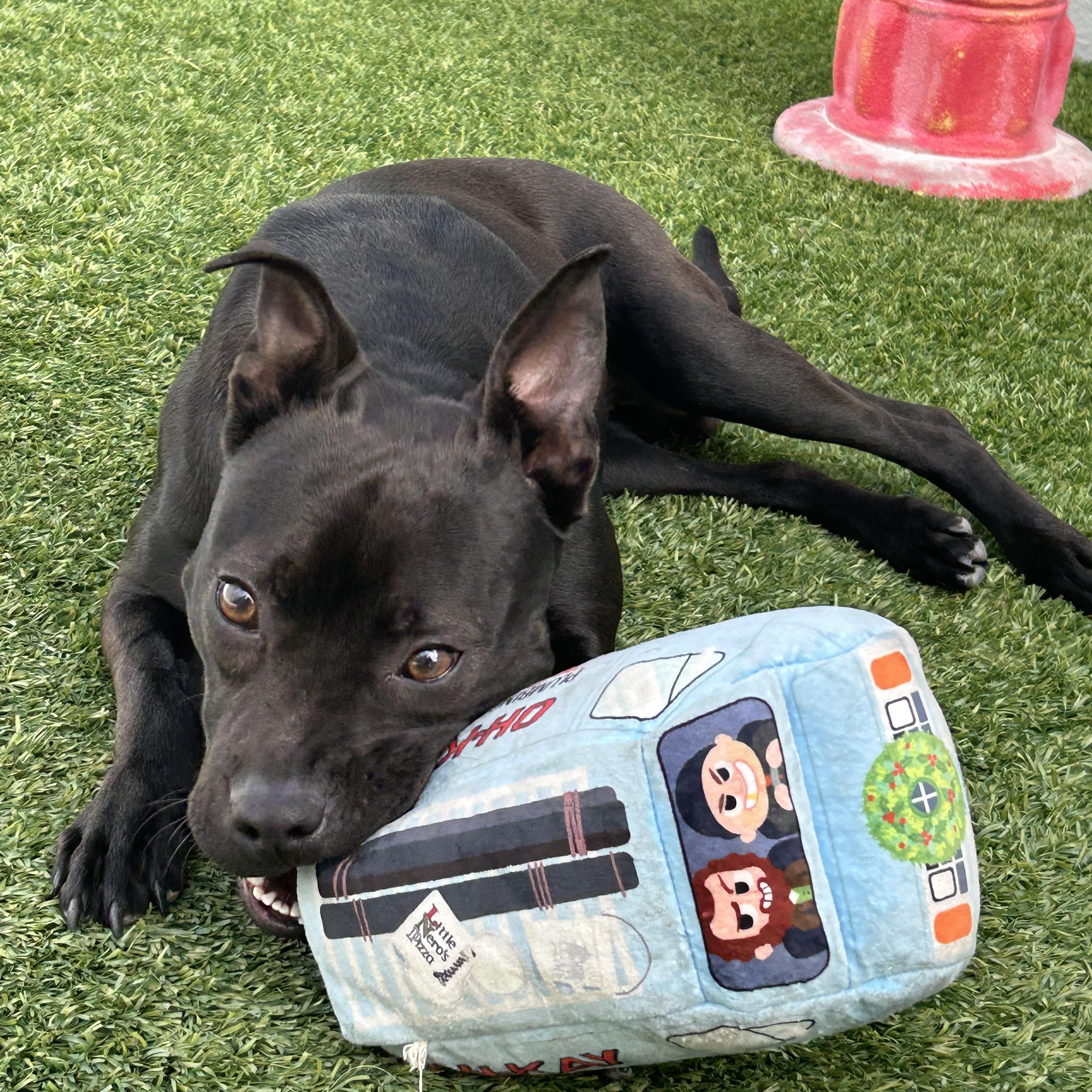 Piglet, Adoptable, Young Female Labrador Retriever.