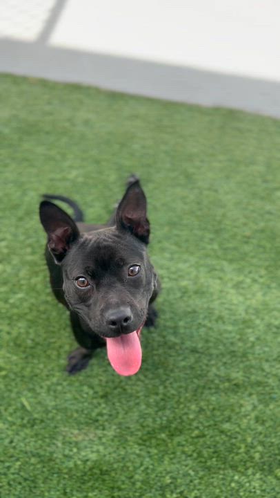 Enlarge Piglet, a Adoptable mixed breed in Coconut Creek, FL video 3/3