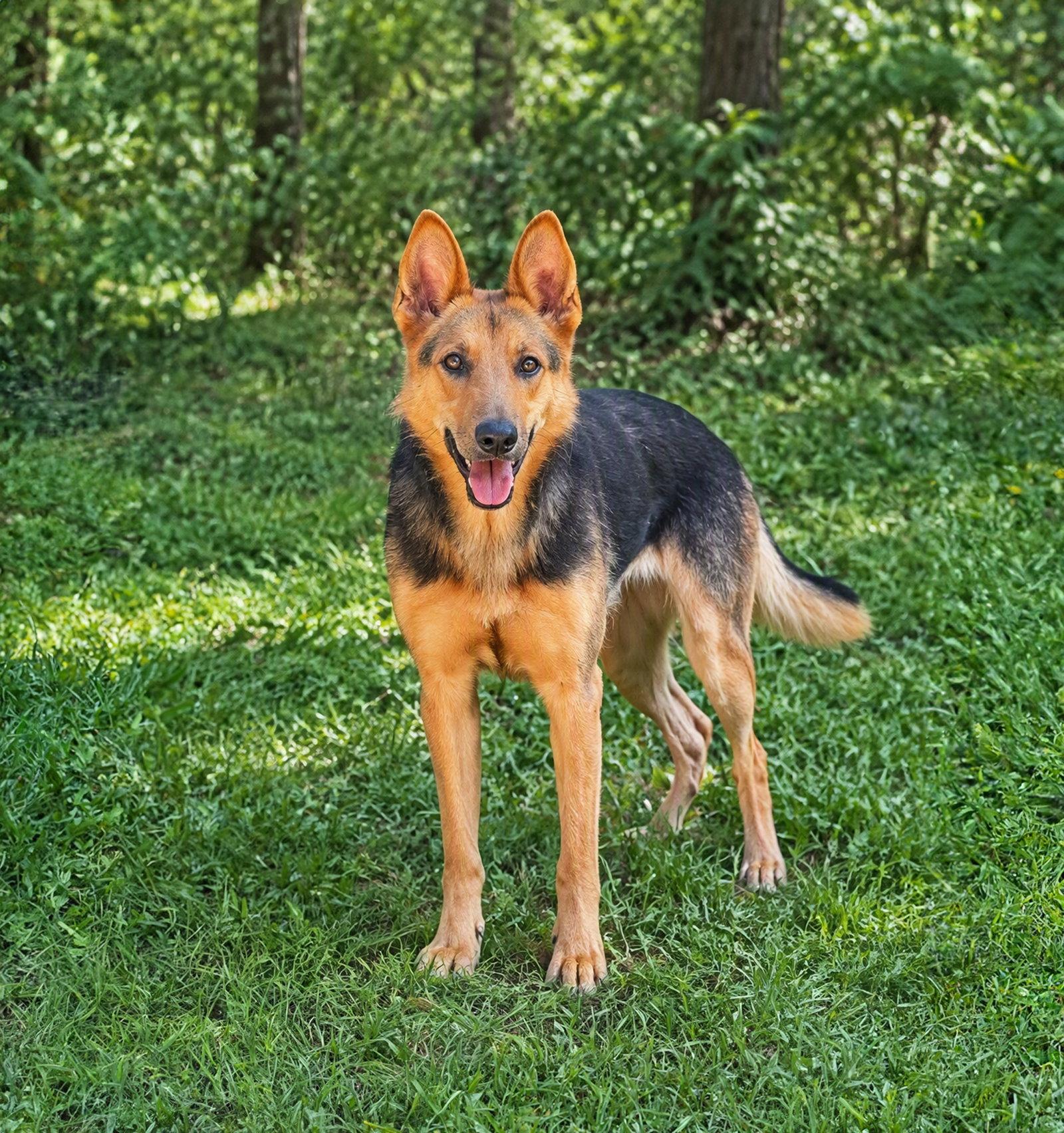 Demi, Adoptable, Adult Female German Shepherd Dog.