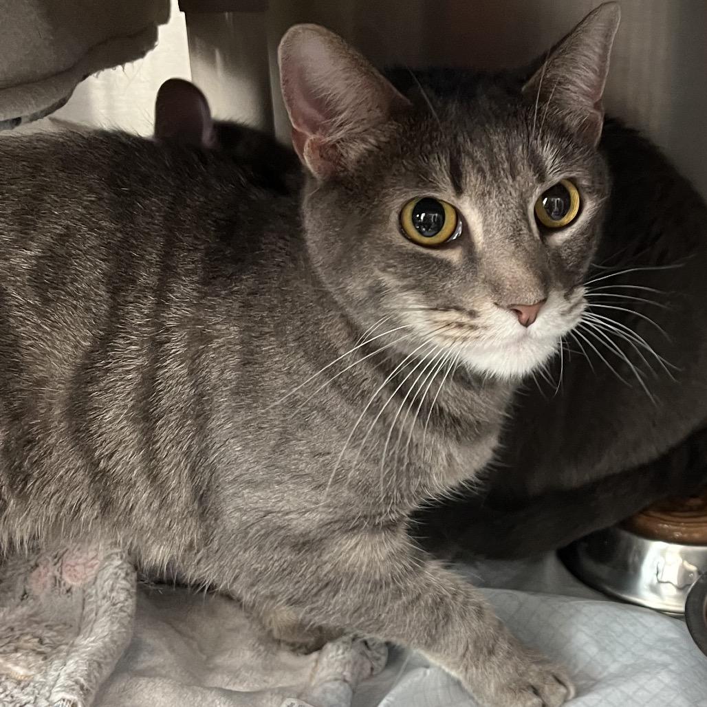 Fancy Pants, Adoptable, Senior Male Domestic Short Hair.