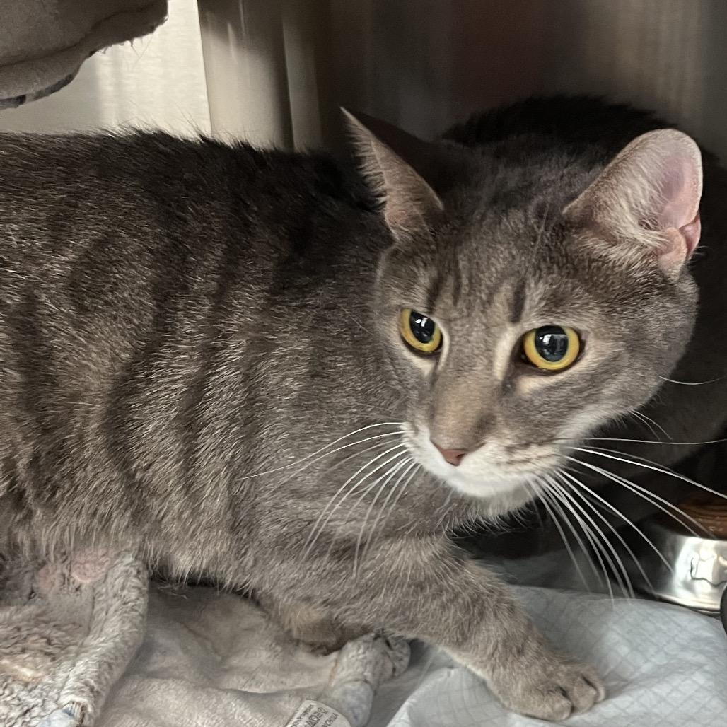 Enlarge Fancy Pants, a Adoptable Domestic Short Hair in Richmond Hill, GA image 2/2