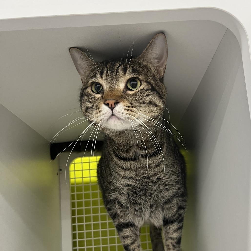 Enlarge Rocky, a Adoptable Domestic Short Hair in Spokane, WA image 1/2