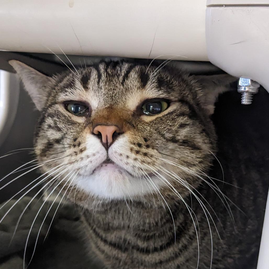 Enlarge Rocky, a Adoptable Domestic Short Hair in Spokane, WA image 2/2