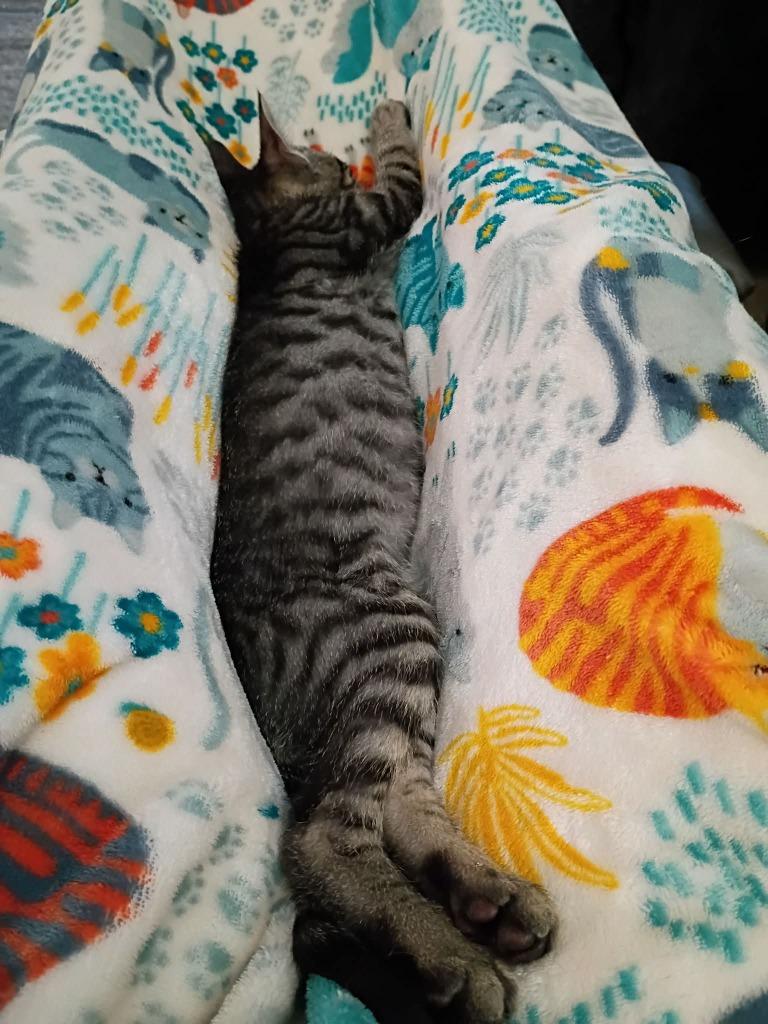 Timmy, Adoptable, Kitten Male Domestic Short Hair.