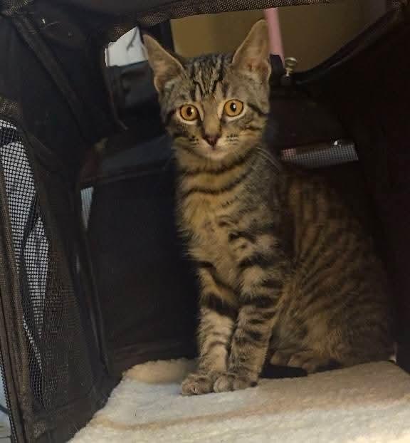 Timmy, Adoptable, Kitten Male Domestic Short Hair.