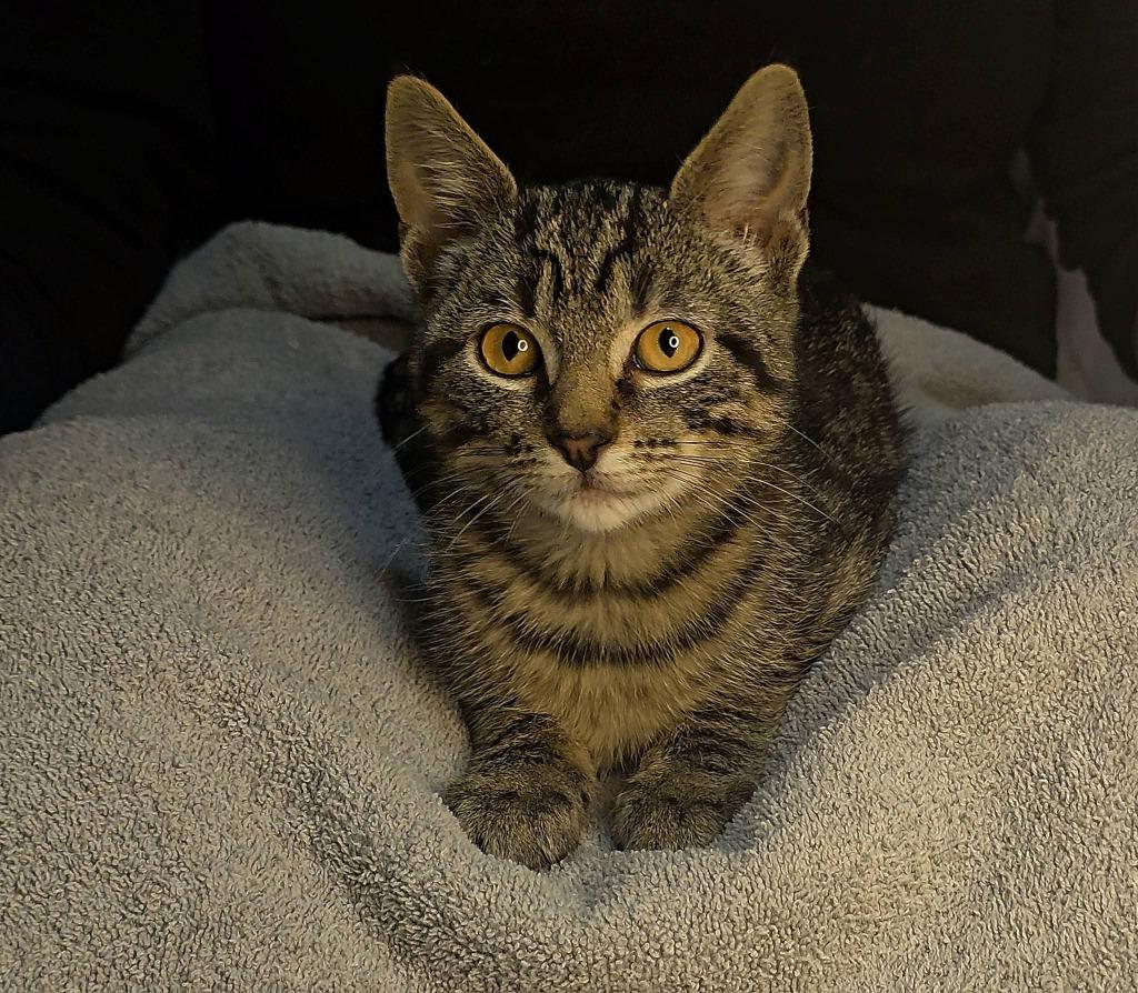 Enlarge Timmy, a Adoptable mixed breed in Miami, OK image 2/3