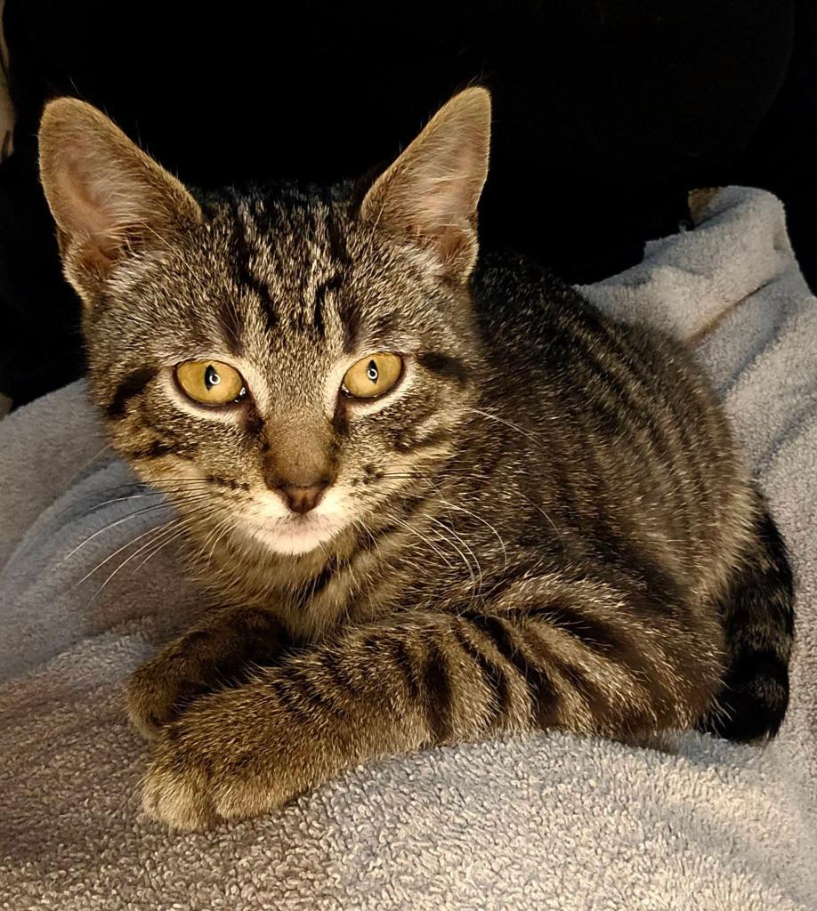 Enlarge Timmy, a Adoptable mixed breed in Miami, OK image 3/3