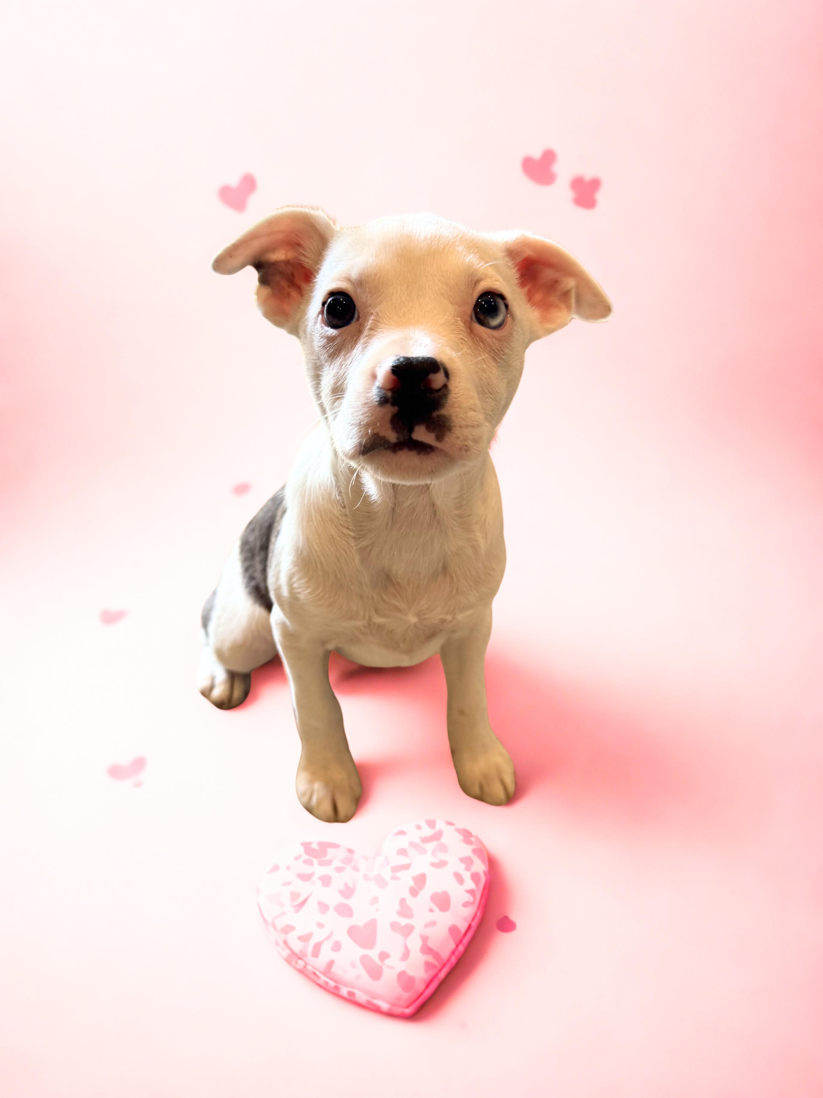 Bossie girls, a ADOPTABLE mixed breed in Brazil, IN image 2/3