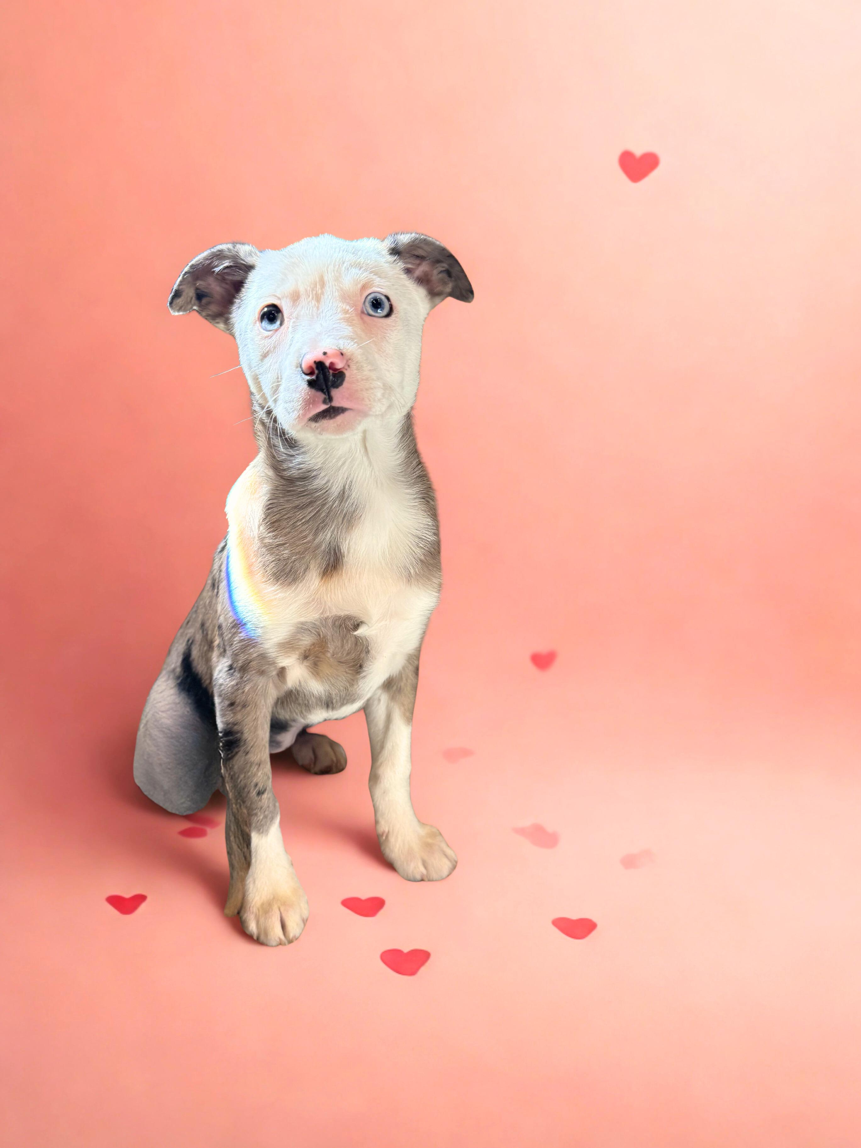 Bossie girls, a ADOPTABLE mixed breed in Brazil, IN image 3/3