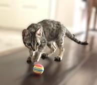 Enlarge Rogue, a Adoptable Domestic Short Hair in LATHAM, NY image 4/5