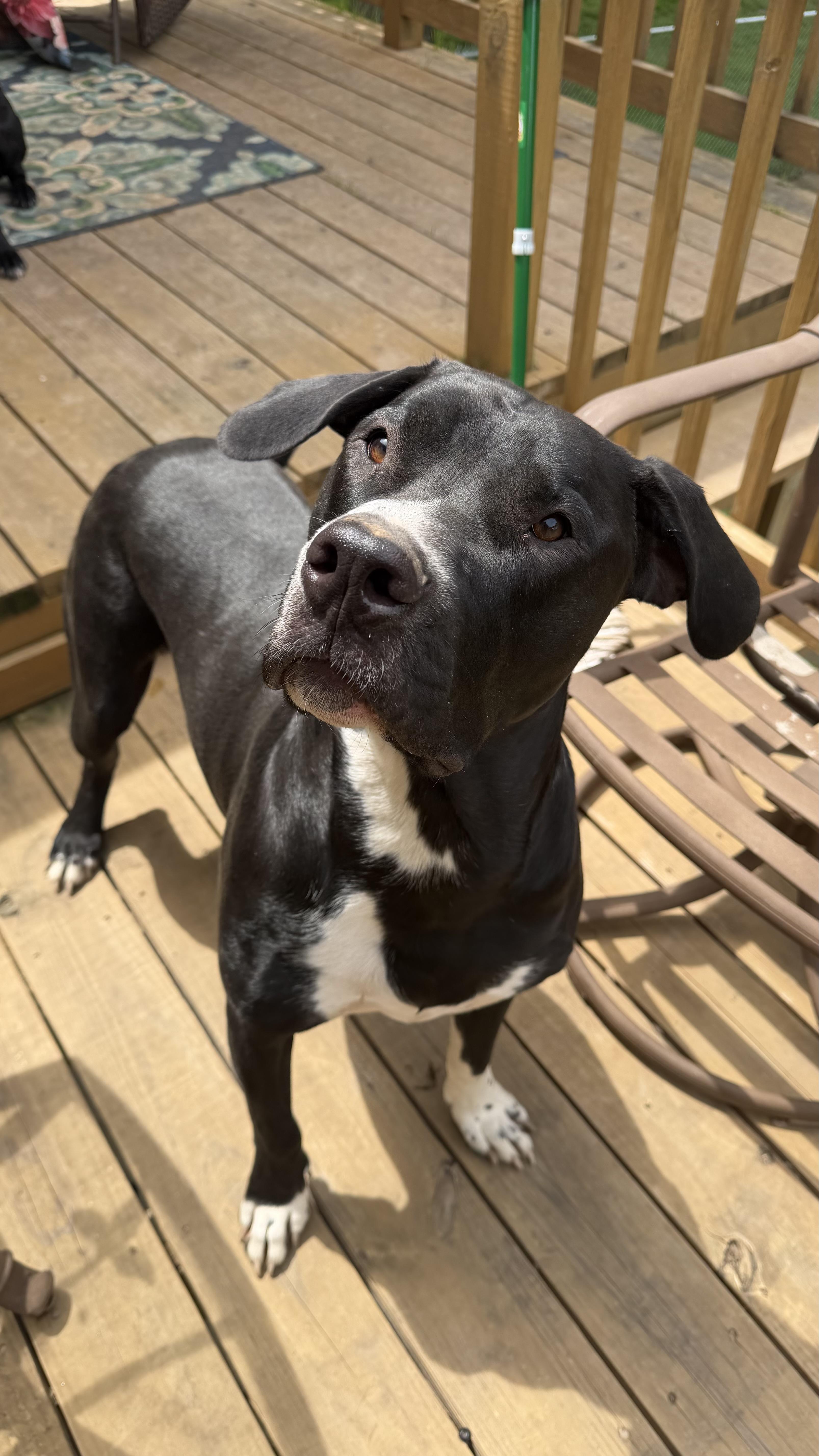 Bruno CL , adopted, Adult Male Black Labrador Retriever & Pit Bull Terrier.