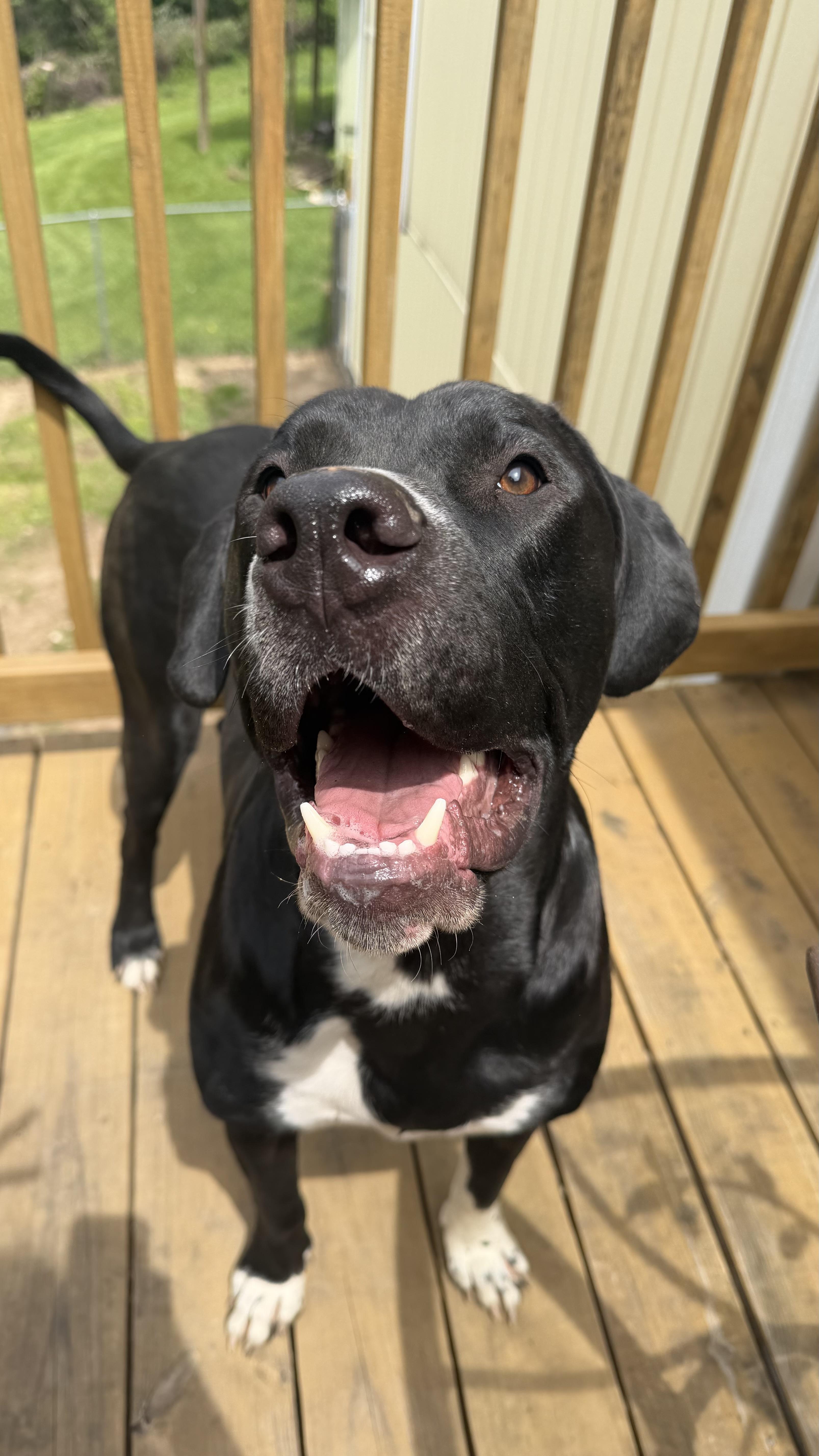 Enlarge Bruno CL , an adopted mixed breed in Kansas City, MO image 6/6