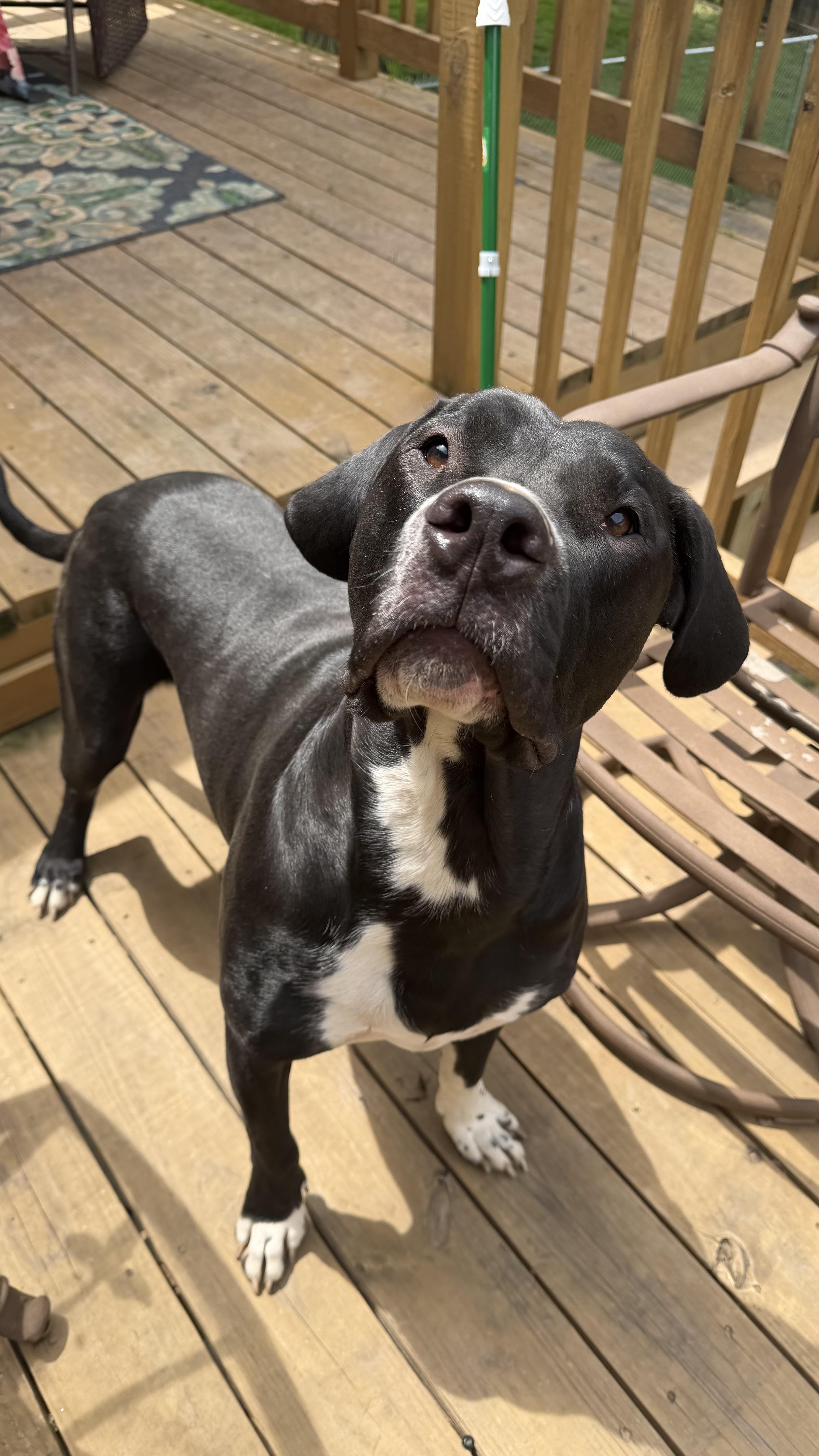 Enlarge Bruno CL , an adopted mixed breed in Kansas City, MO image 4/6