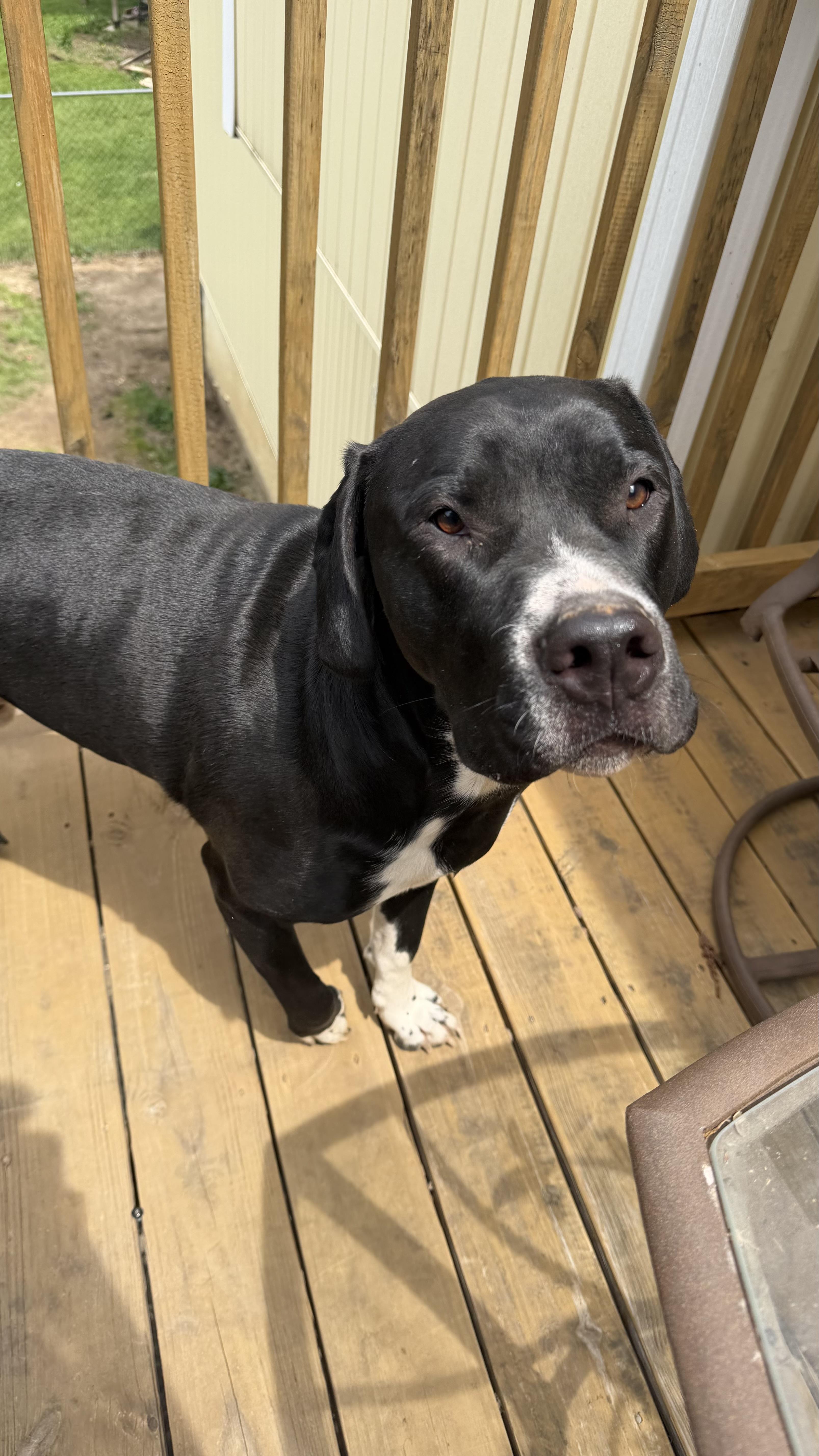 Enlarge Bruno CL , an adopted mixed breed in Kansas City, MO image 5/6