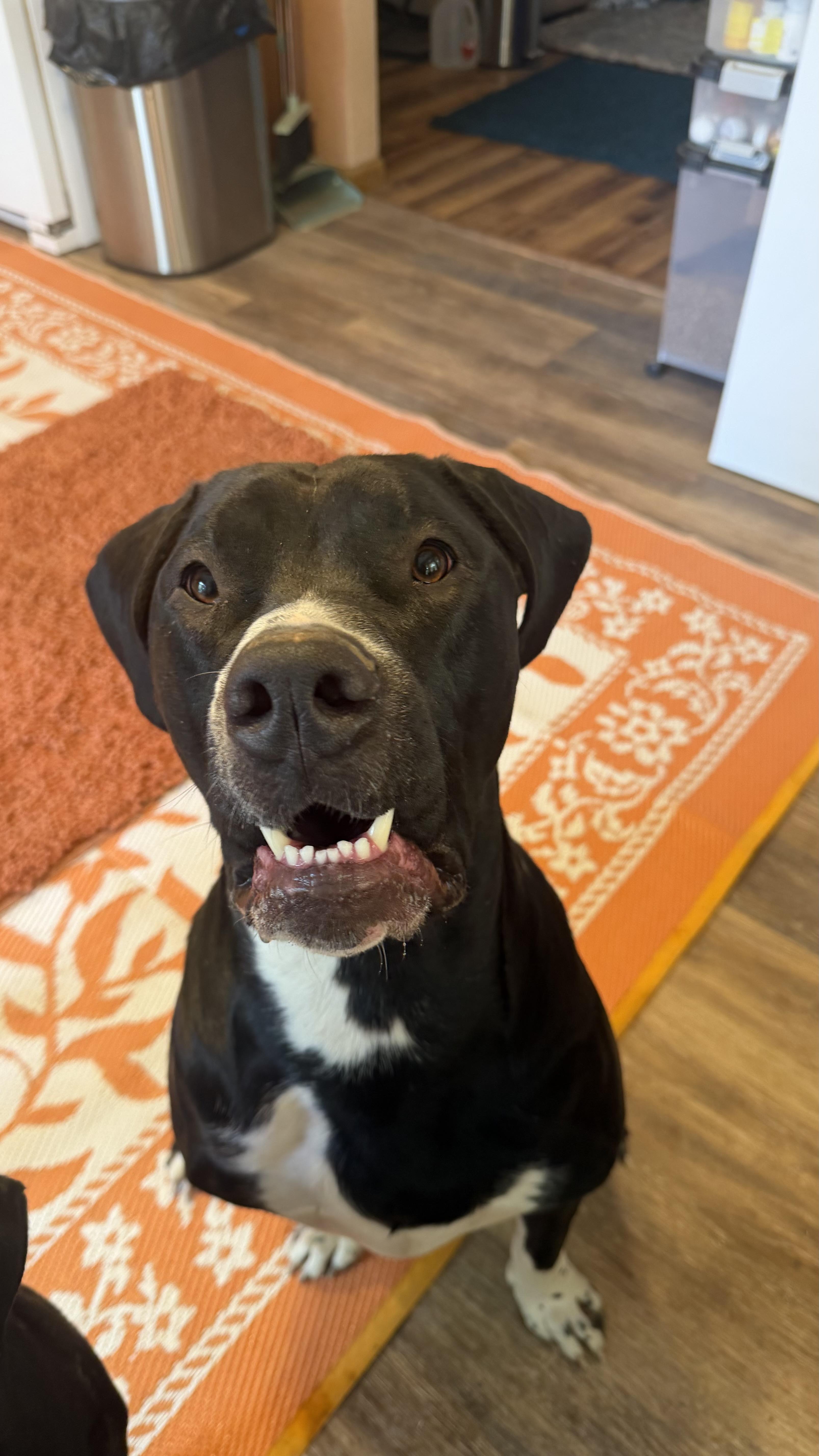 Enlarge Bruno CL , an adopted mixed breed in Kansas City, MO image 3/6