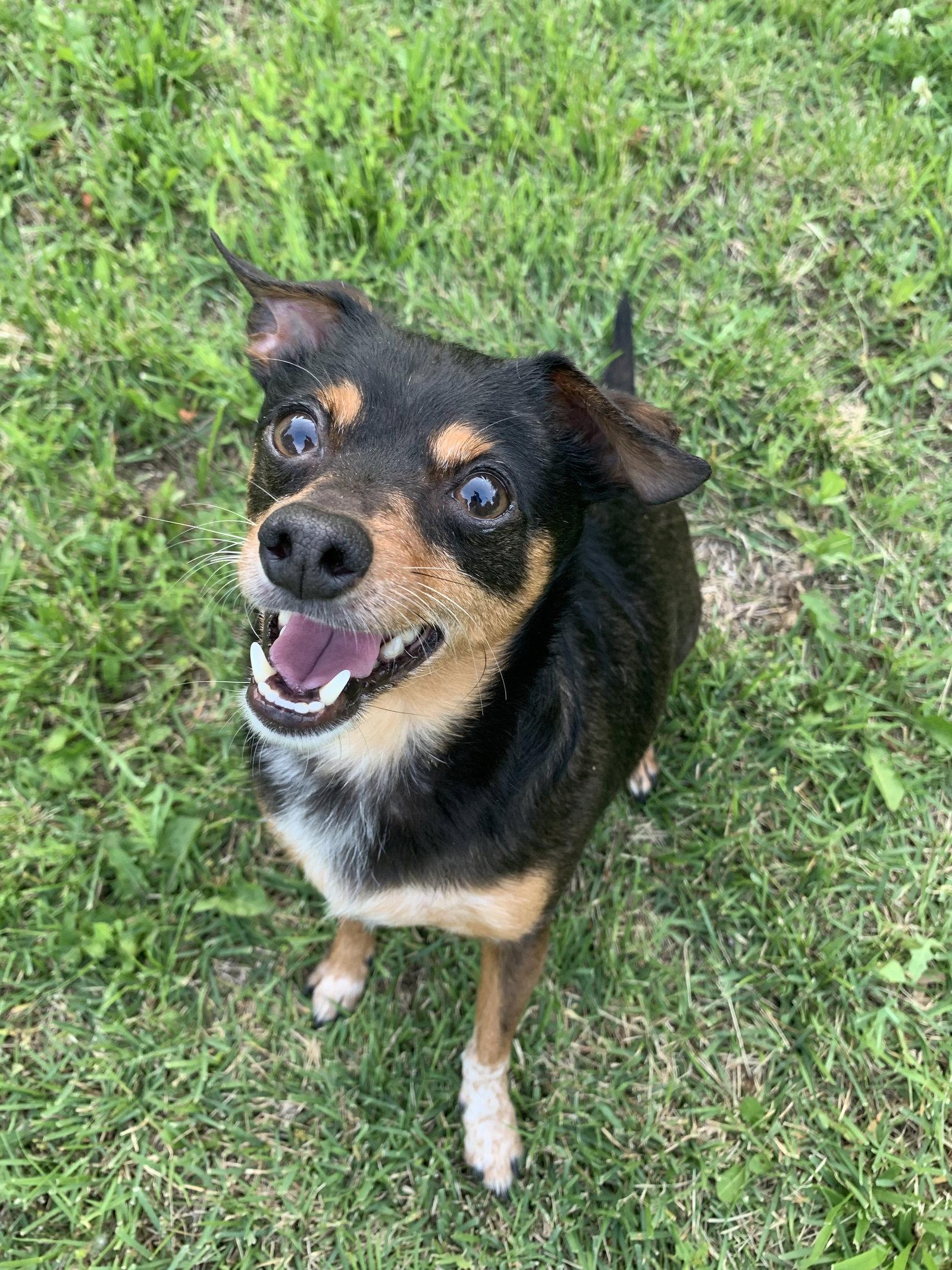 Alfred, Adoptable, Adult Male Chihuahua & Miniature Pinscher.