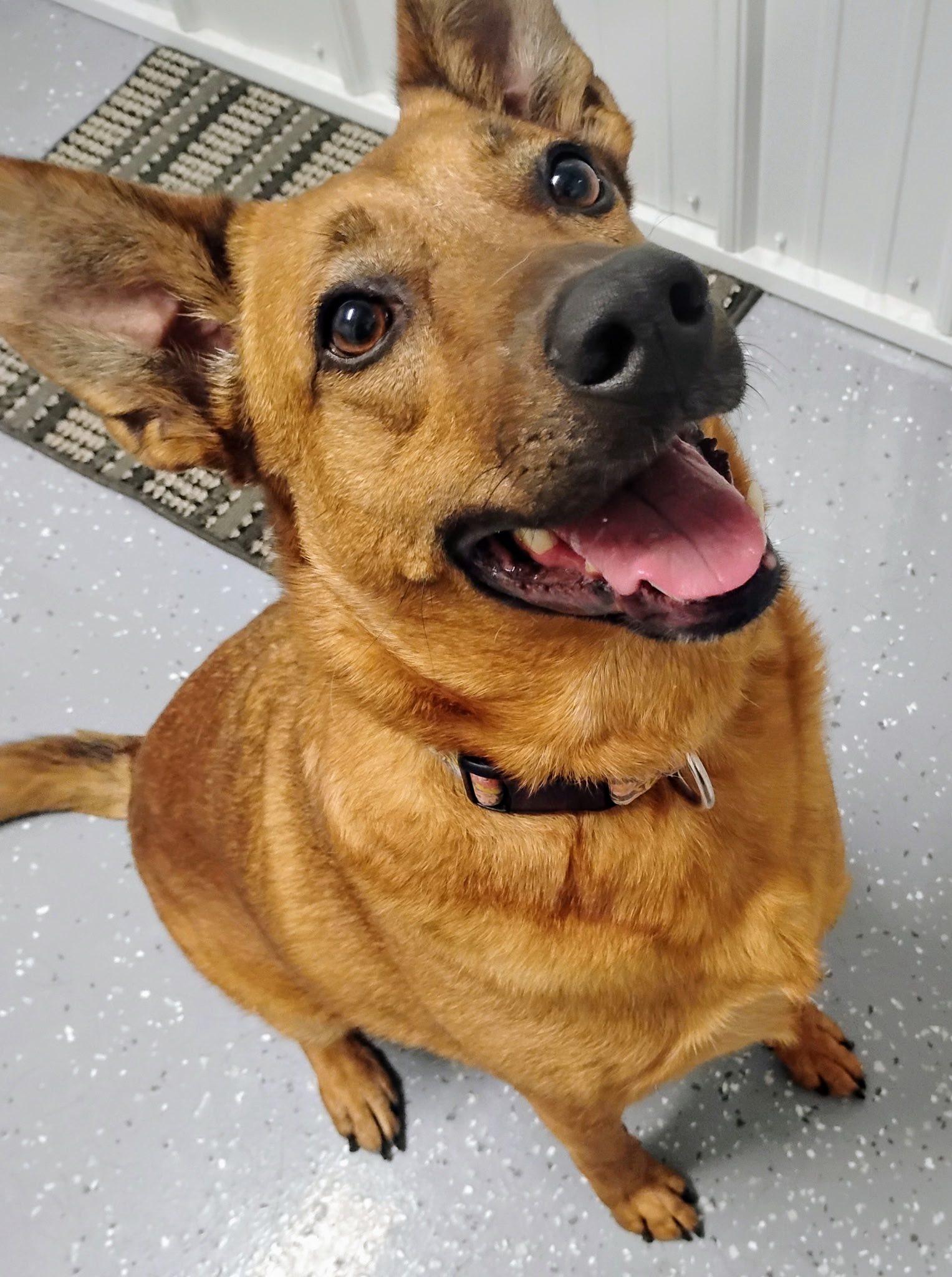 Zen, Adoptable, Adult Female Mixed Breed.