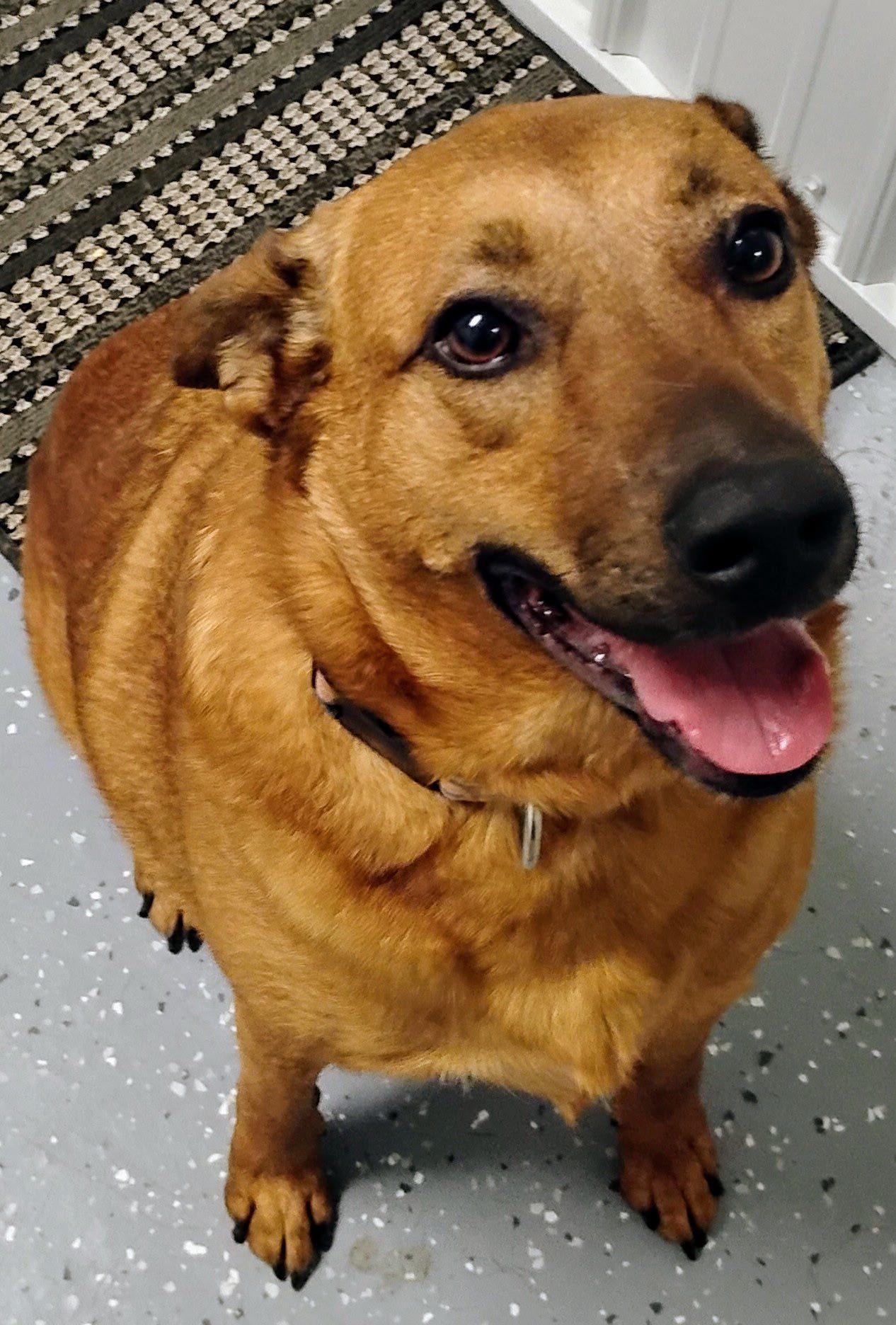 Zen, a Adoptable Mixed Breed in Davenport, IA image 2/2