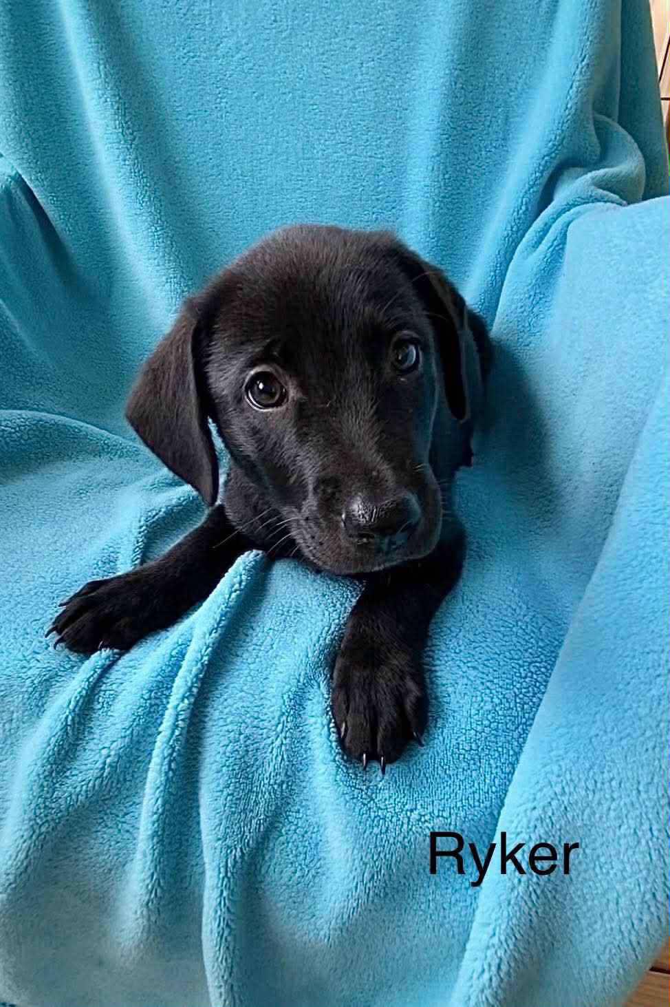 Ryker, Baby Male Labrador Retriever