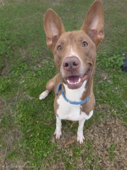 Enlarge Lorrie, a Adoptable mixed breed in Savannah, GA image 1/2
