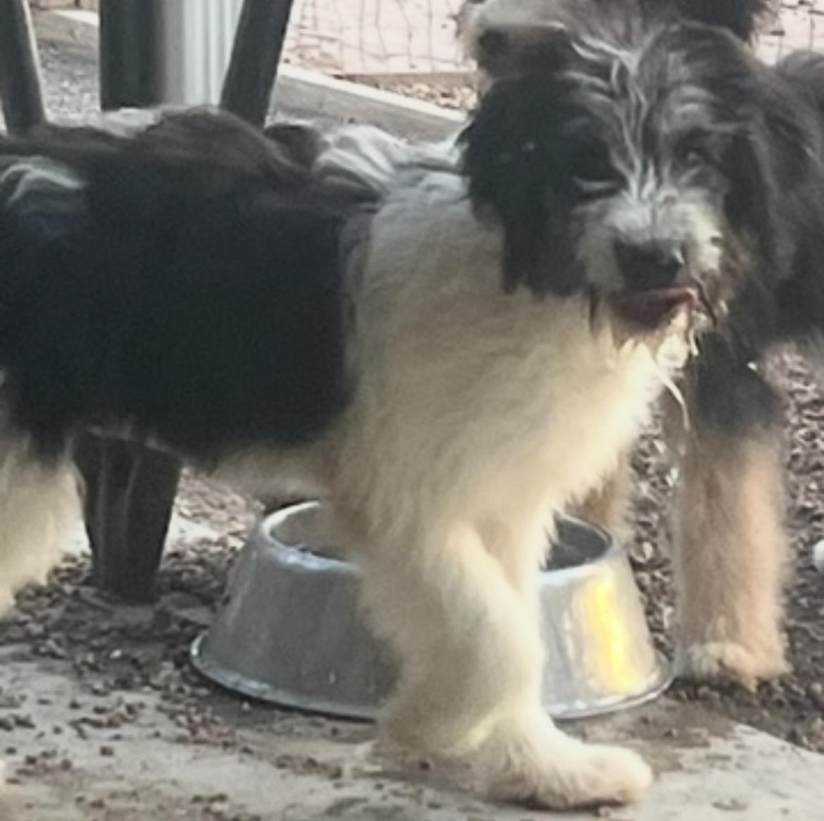 Roxie, adopted, Puppy Female Bernadoodle.