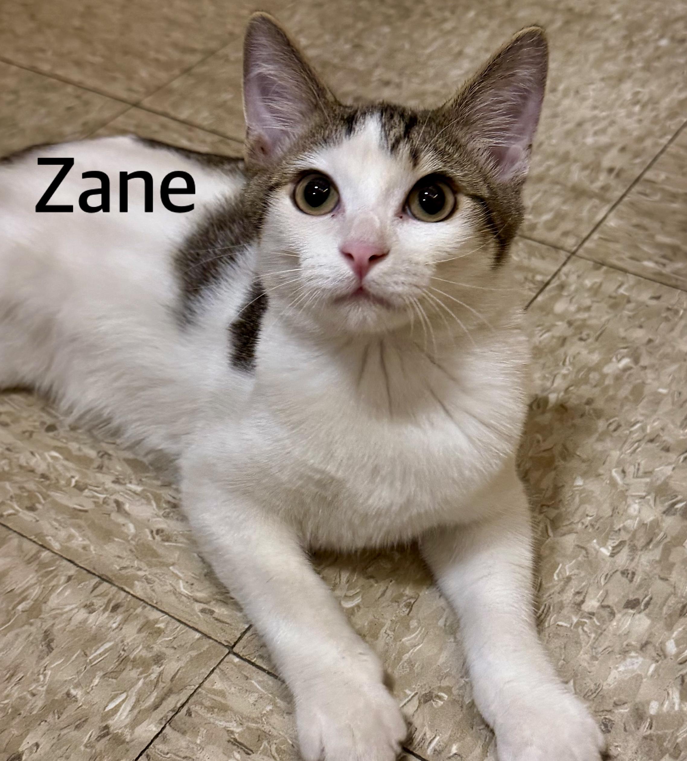 Zane, ADOPTABLE, Kitten Male Domestic Short Hair.