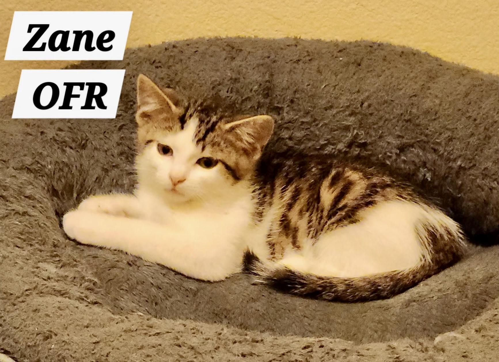 Zane, ADOPTABLE, Kitten Male Domestic Short Hair.