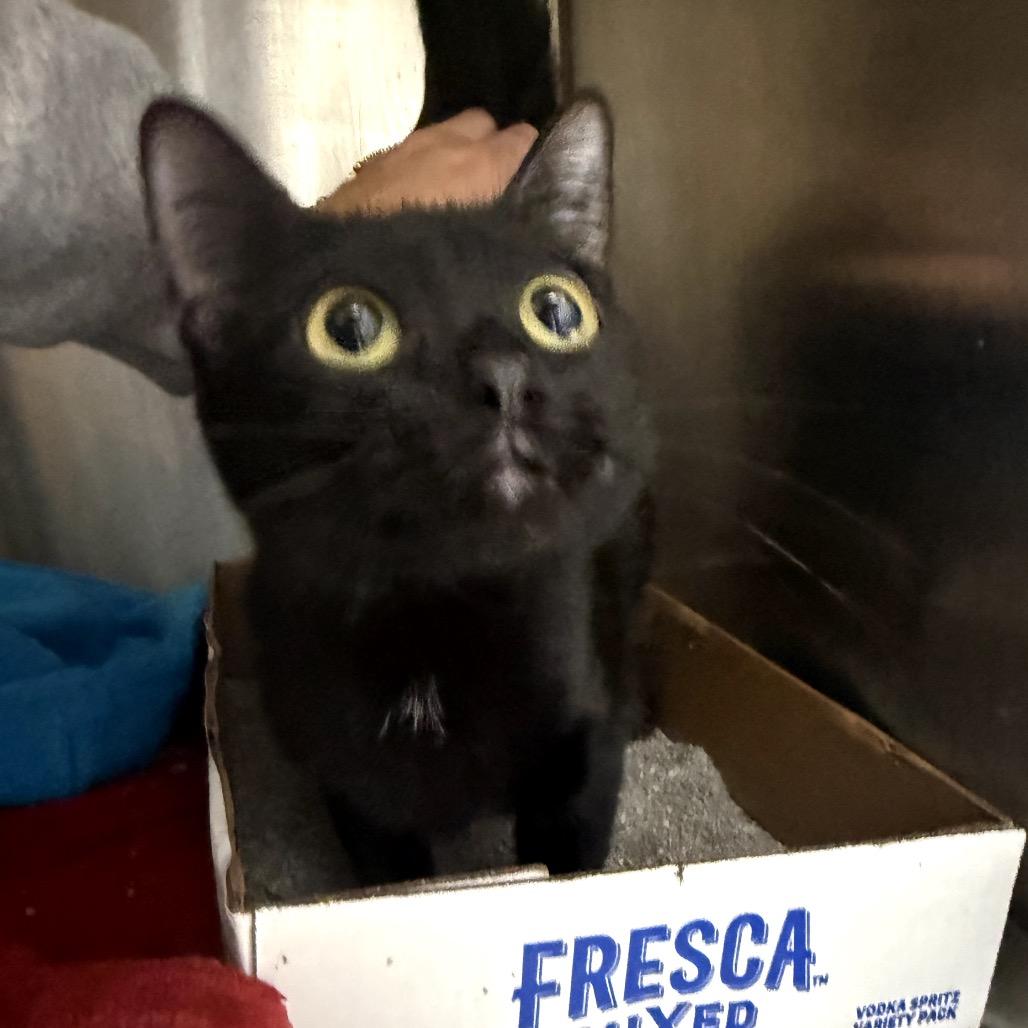 Potho, Adoptable, Young Female Domestic Short Hair.